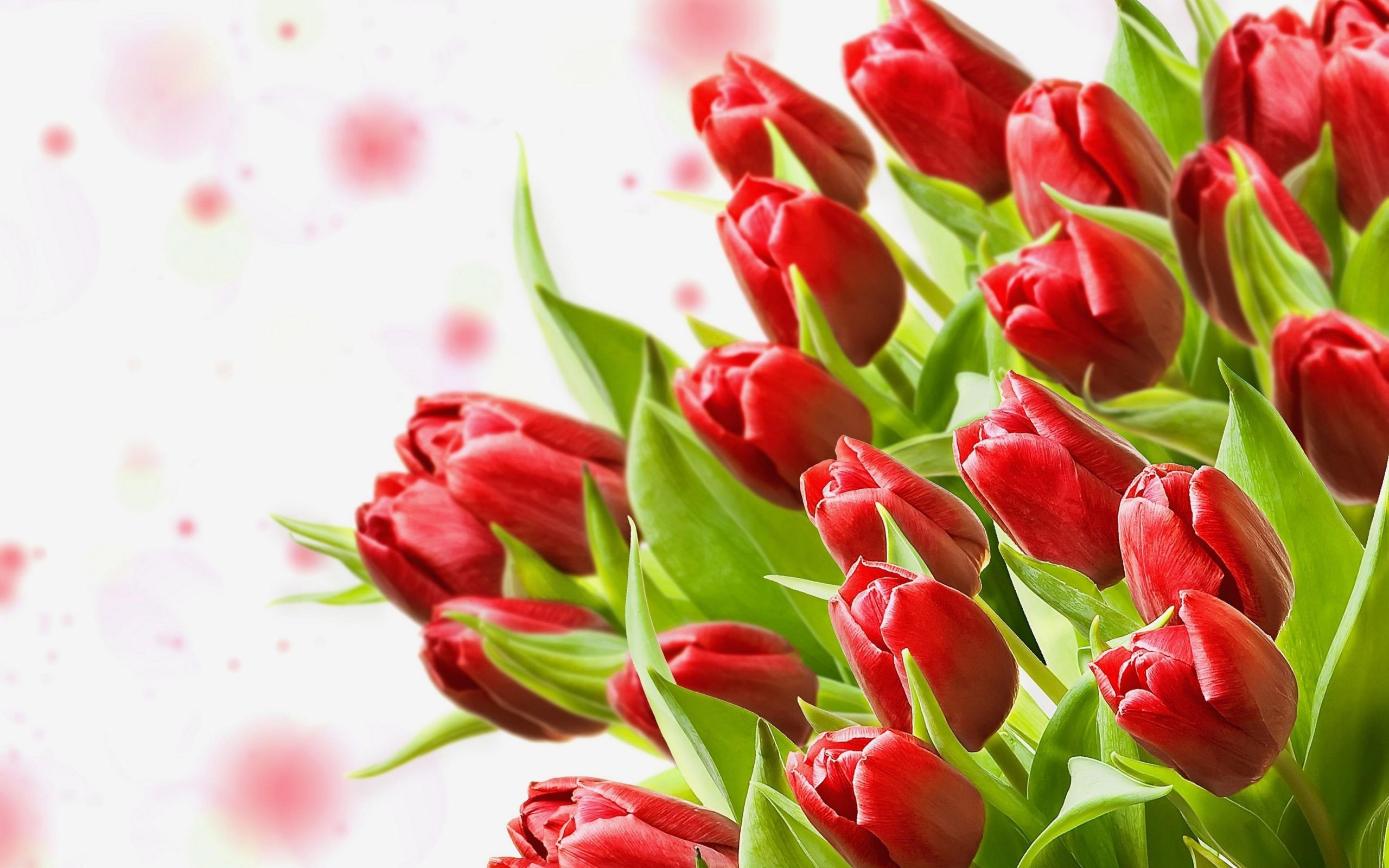 Tulip. Free Download HD Desktop Wallpaper Background Image