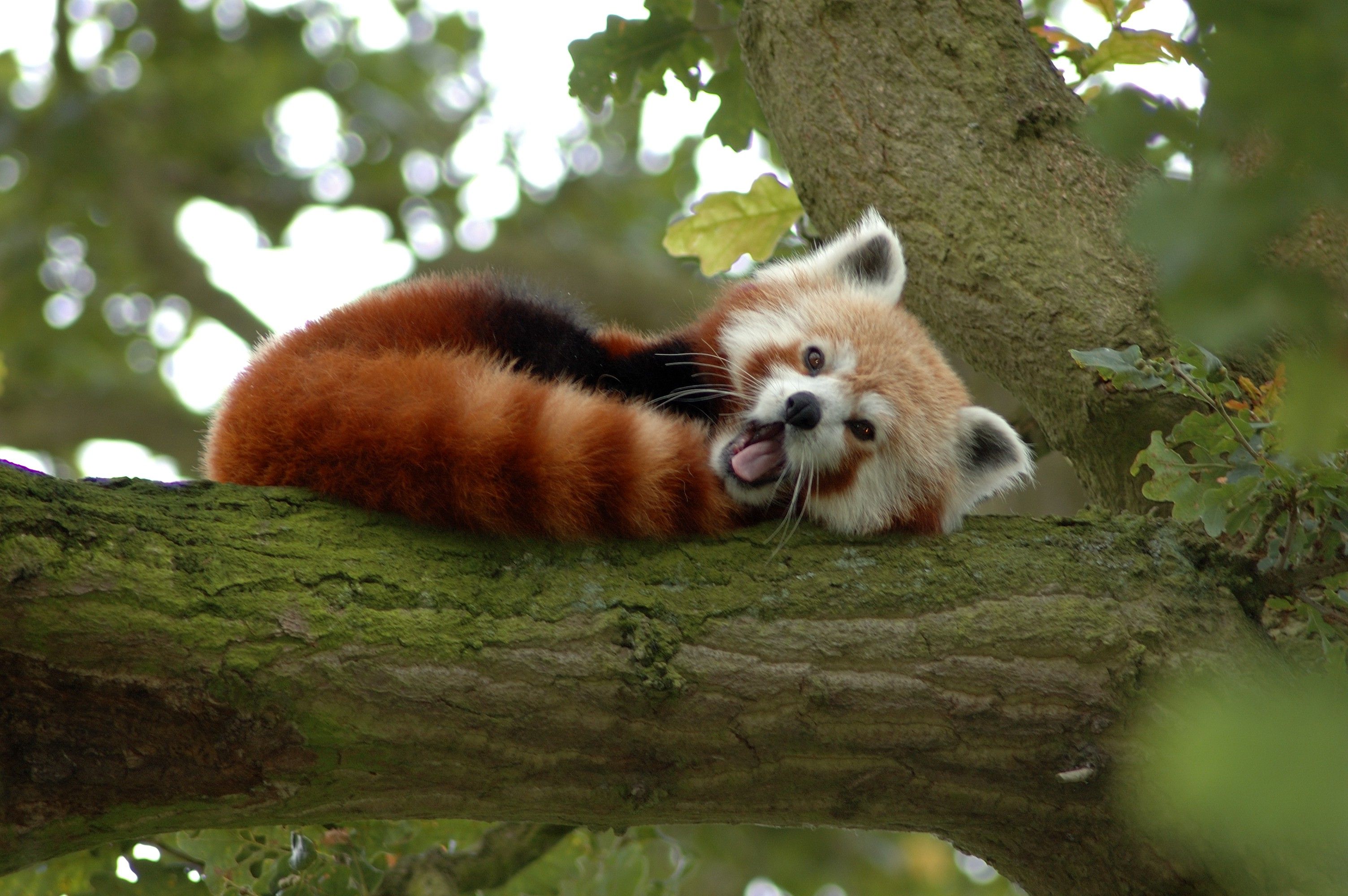 Share 60+ cute red panda wallpaper latest - in.cdgdbentre