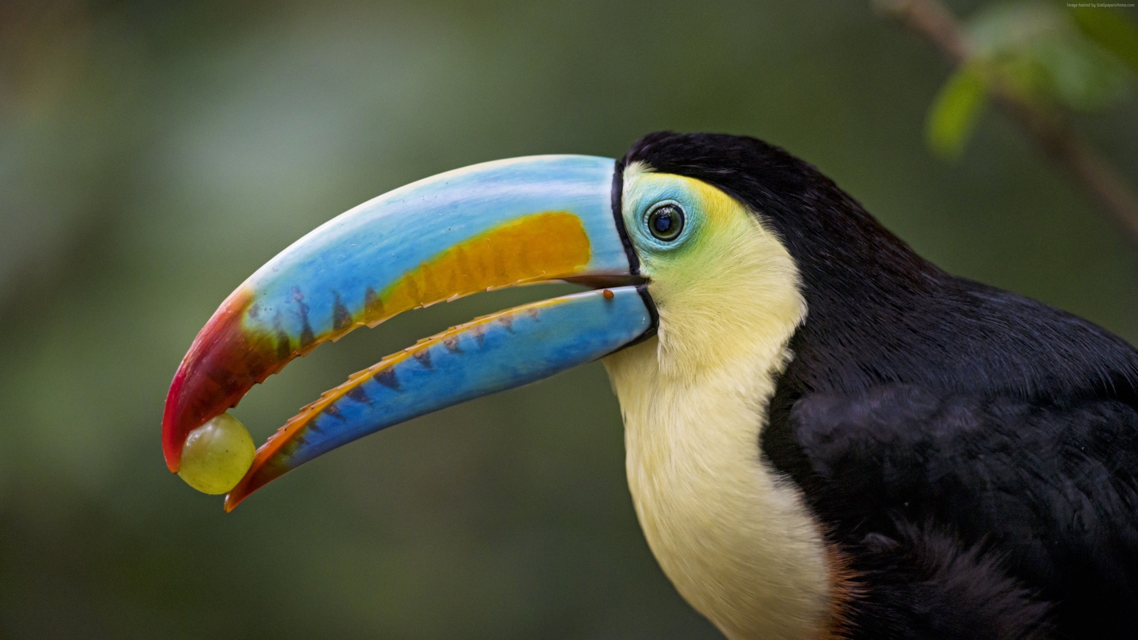 Wallpaper Toucan, bird, 4K, Animals