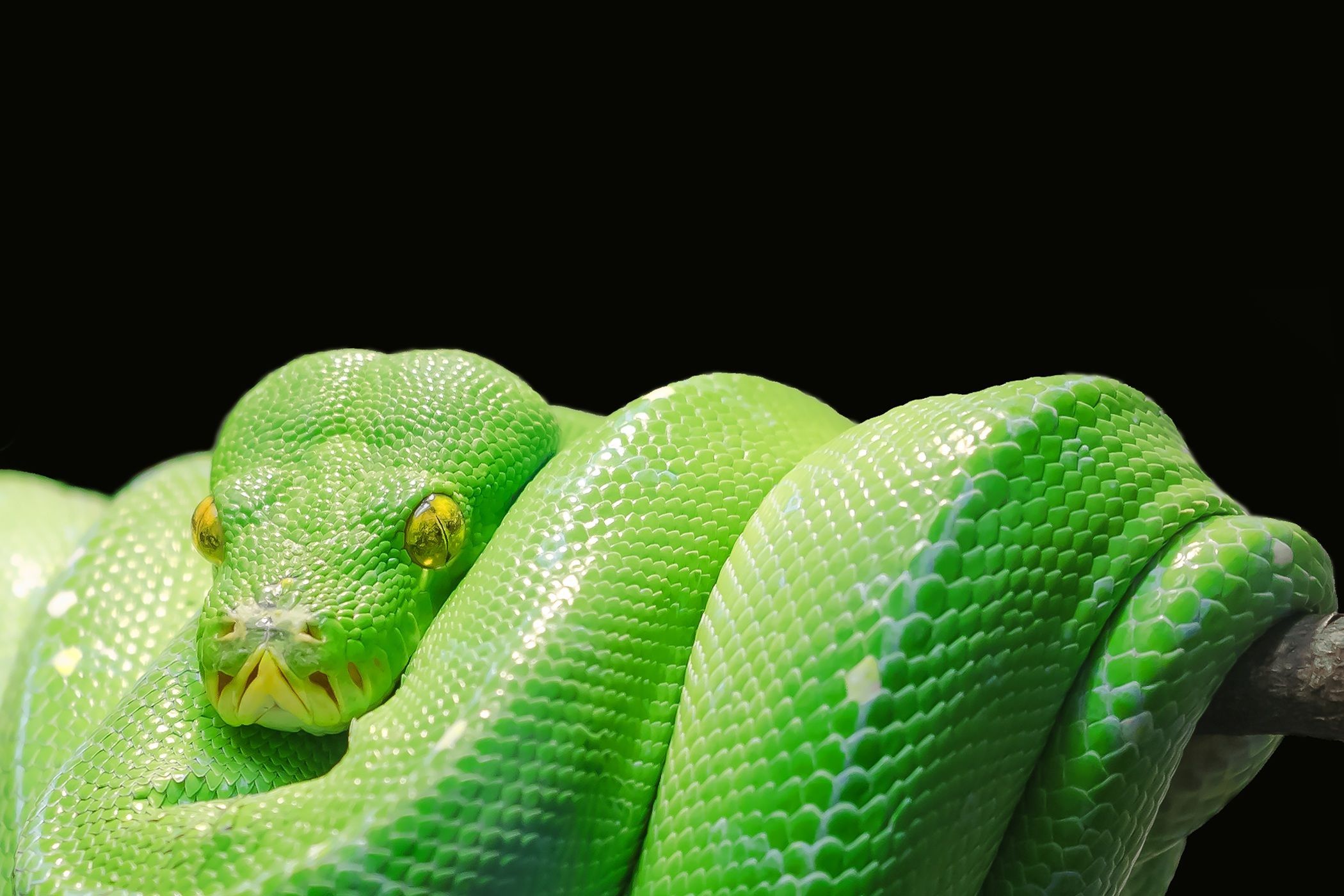 Snake Python Animal Wallpaper
