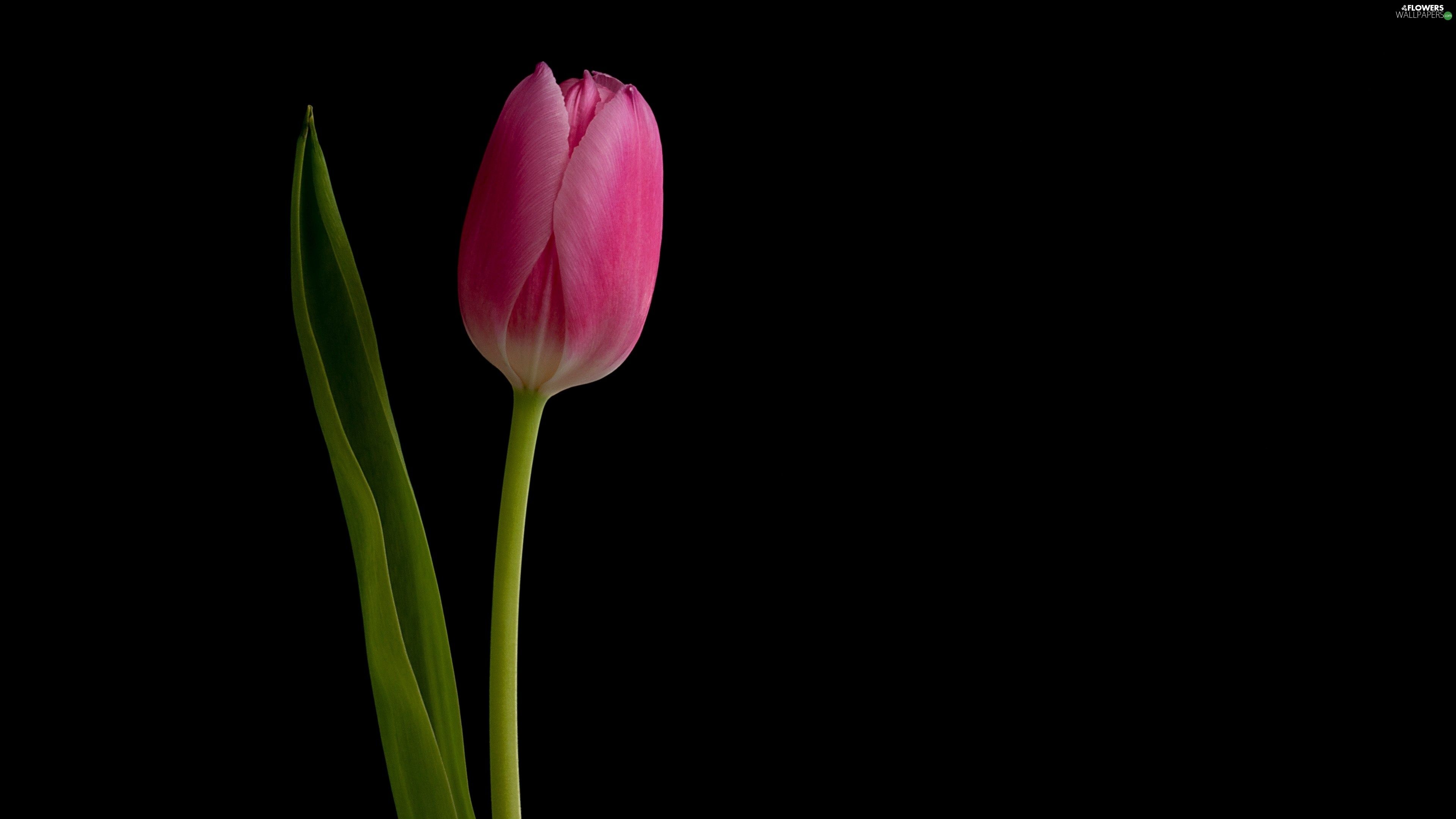 HD Black Tulips Wallpaper Download Free feelgrafix. Tulips