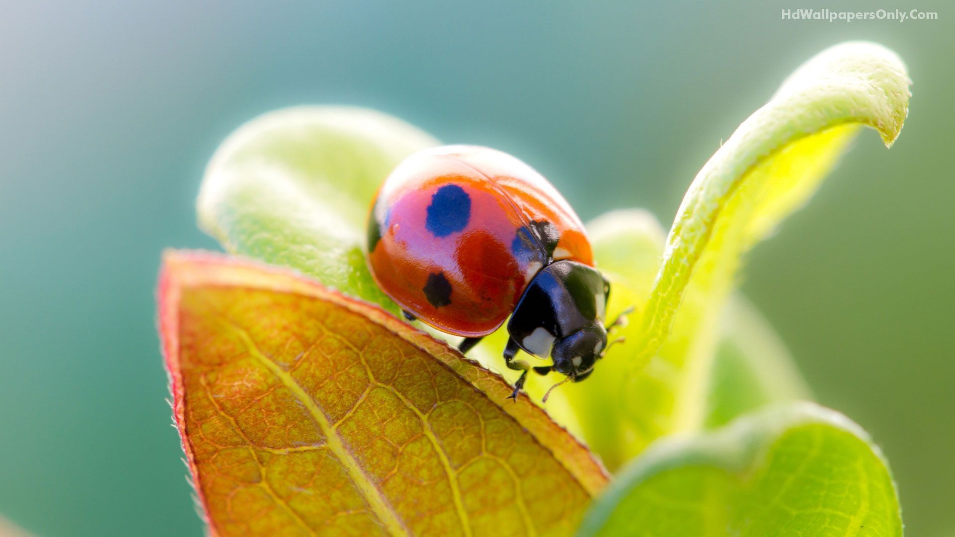 Lady Bug. Ladybug wallpaper, Animal photography, Ladybug