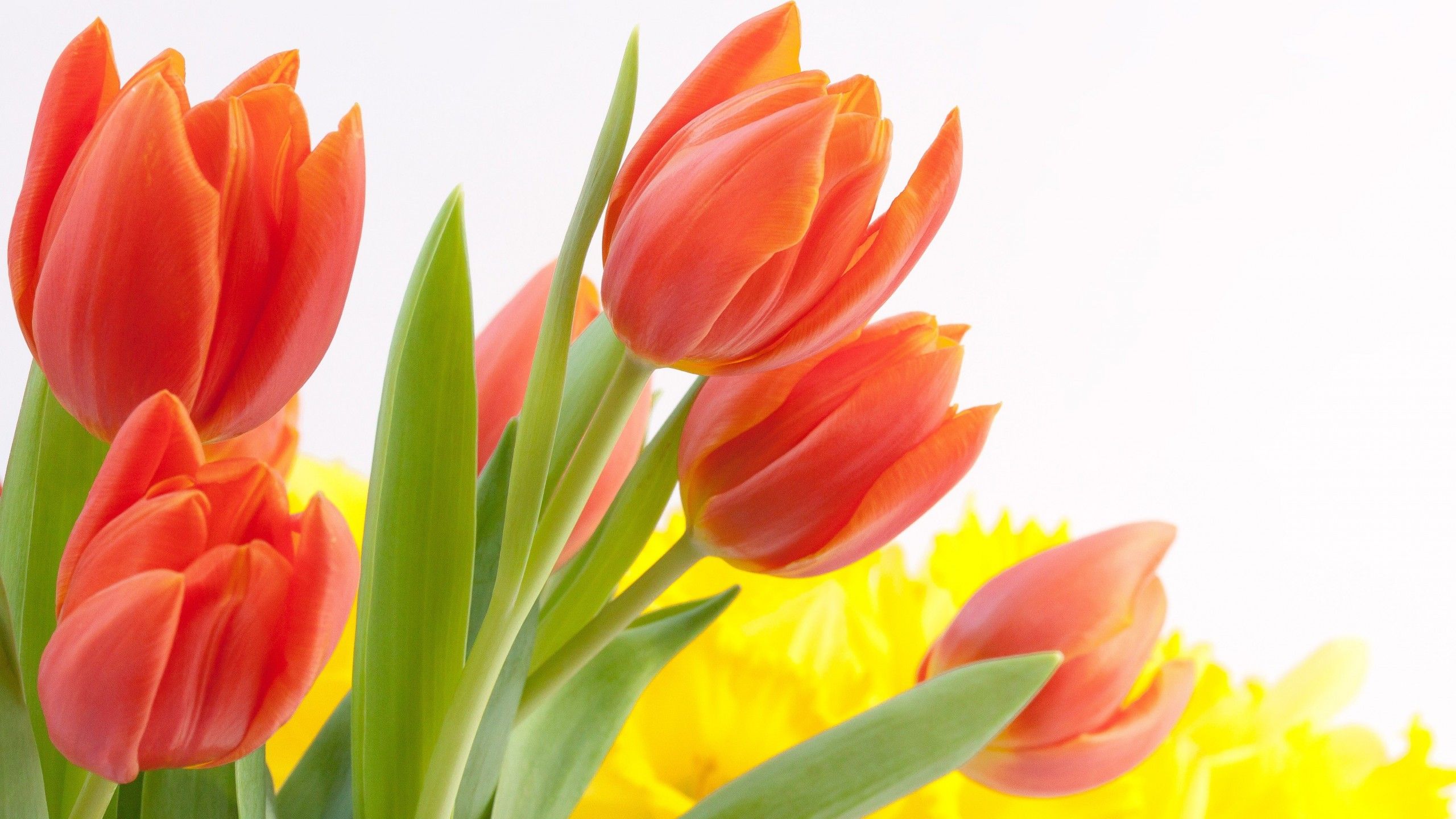 Tulip Flowers HD Wallpaper free download 2560x1440