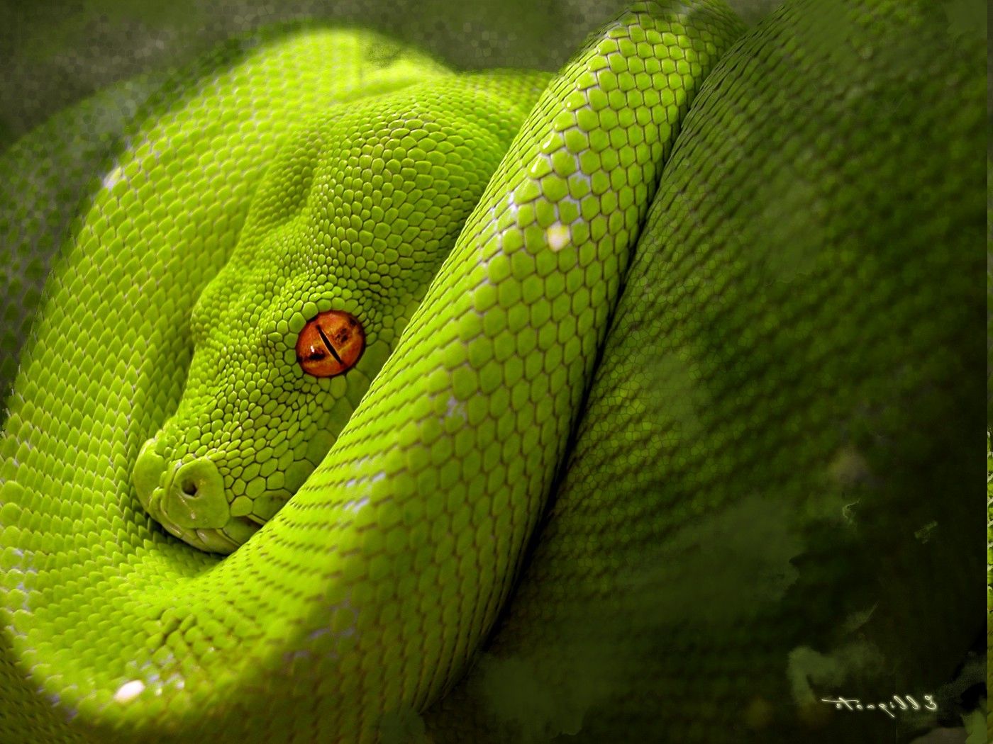animals, Snake, Reptile, Python Wallpaper HD / Desktop and Mobile