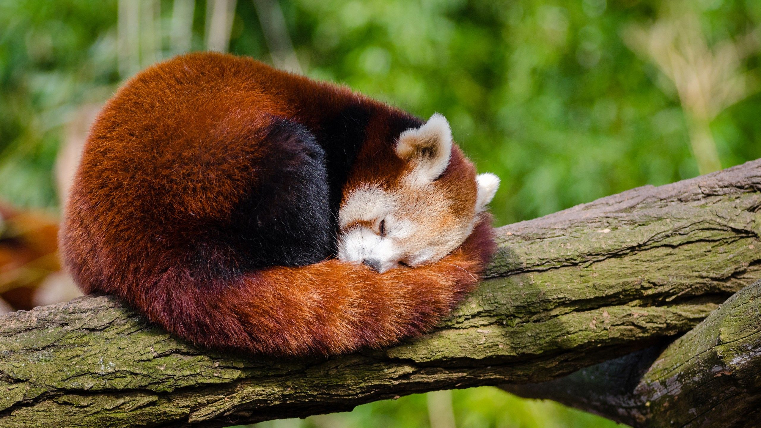 Wallpaper Red panda, HD, 4K, Animals / Editor's Picks