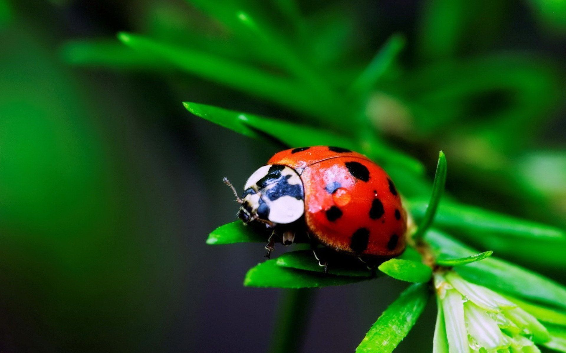 ladybugs. ladybugs Wallpaper macro photography HD Wallpaper