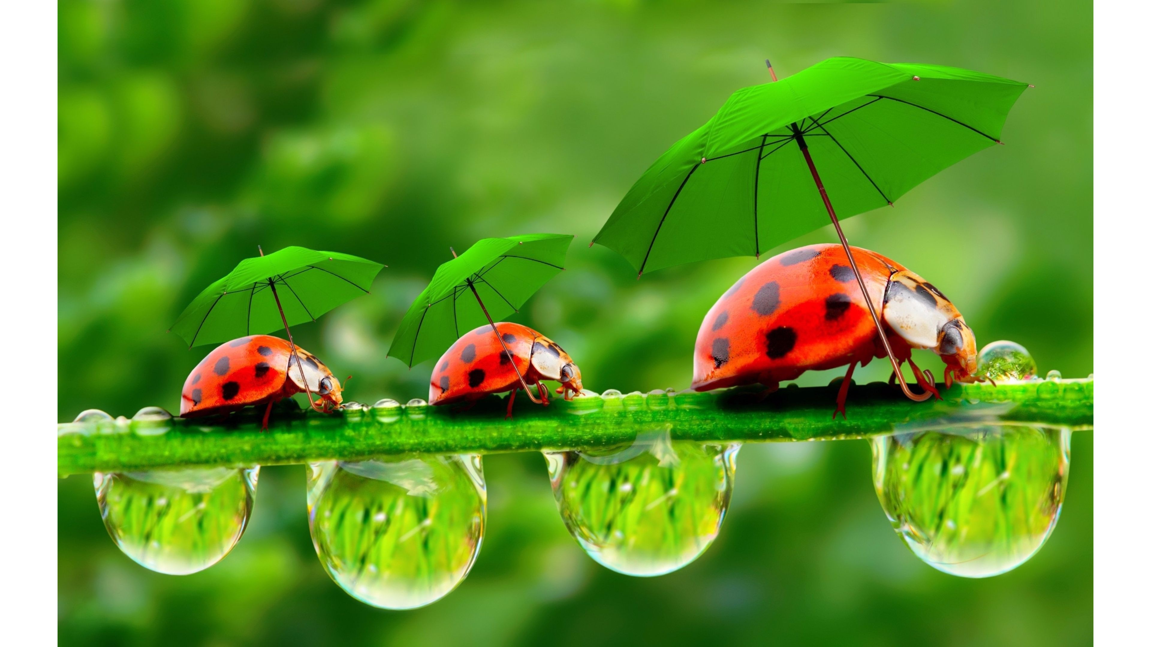 Ladybug Wallpaper For Computer With Umbrellas