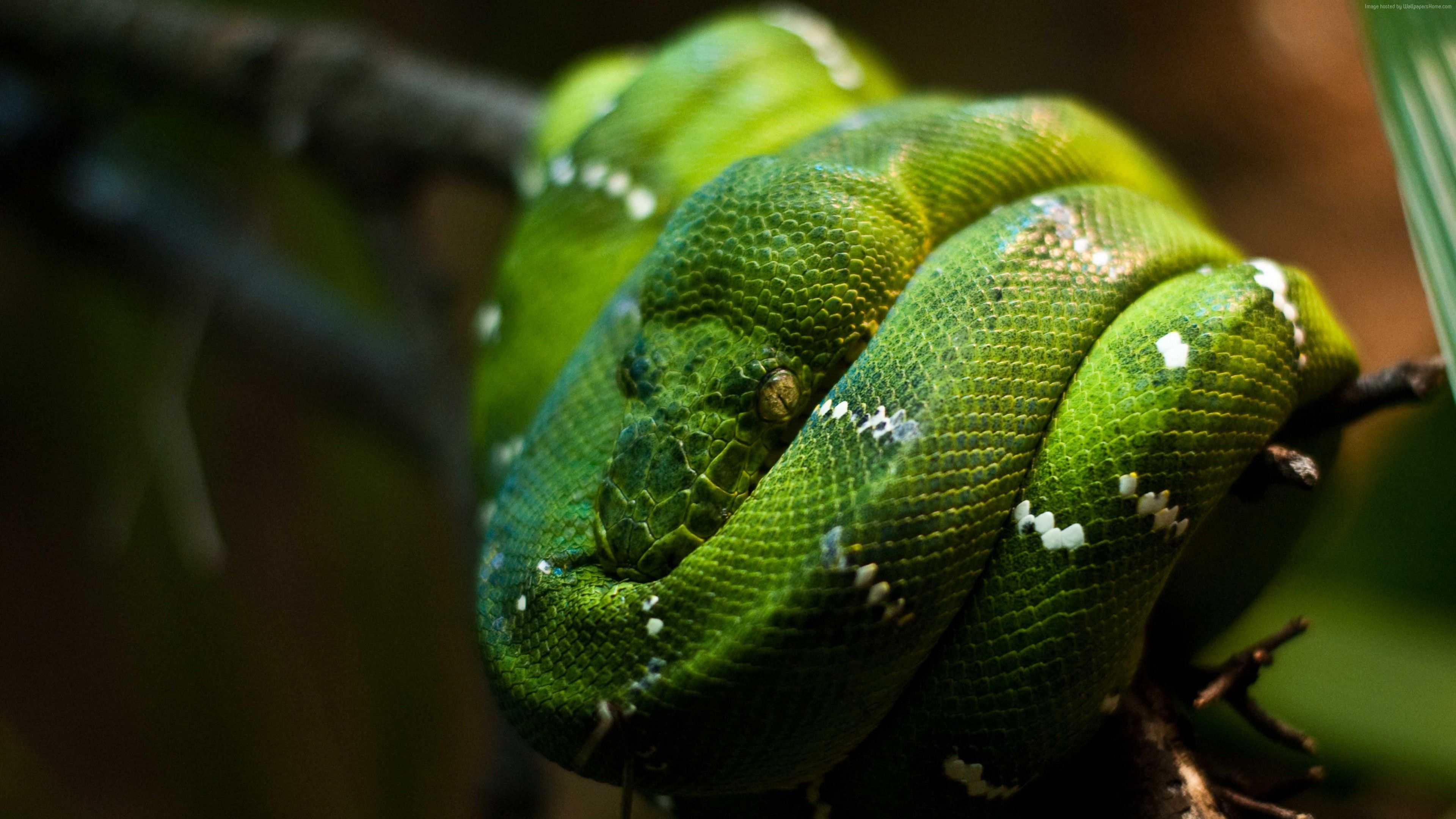 Wallpaper Python, Singapore, zoo, Emerald, Green, snake, eyes