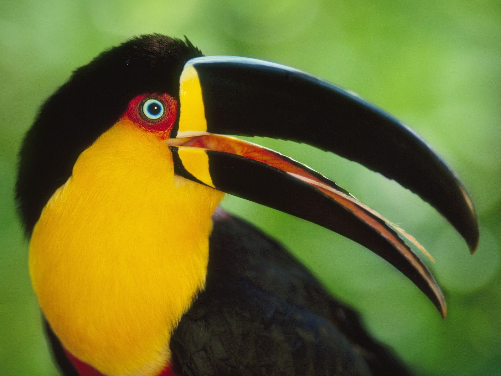 Toucan Wallpaper. HD Toucan Background