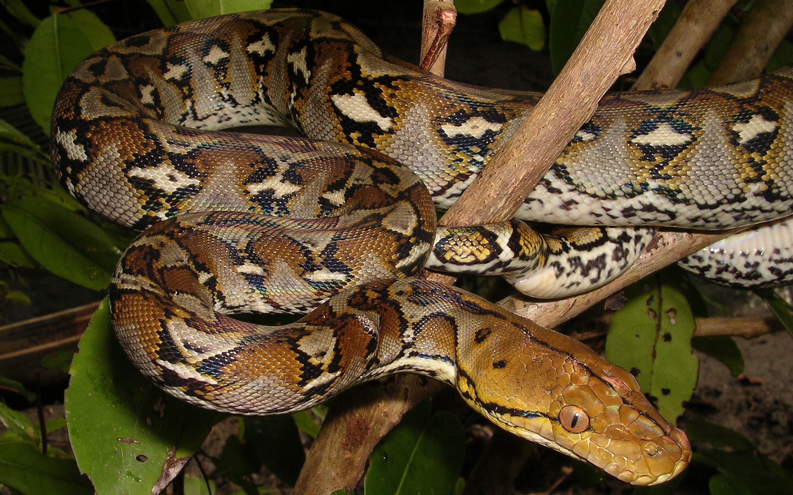 Reticulated Python HD Wallpaper. Background Imagex1600