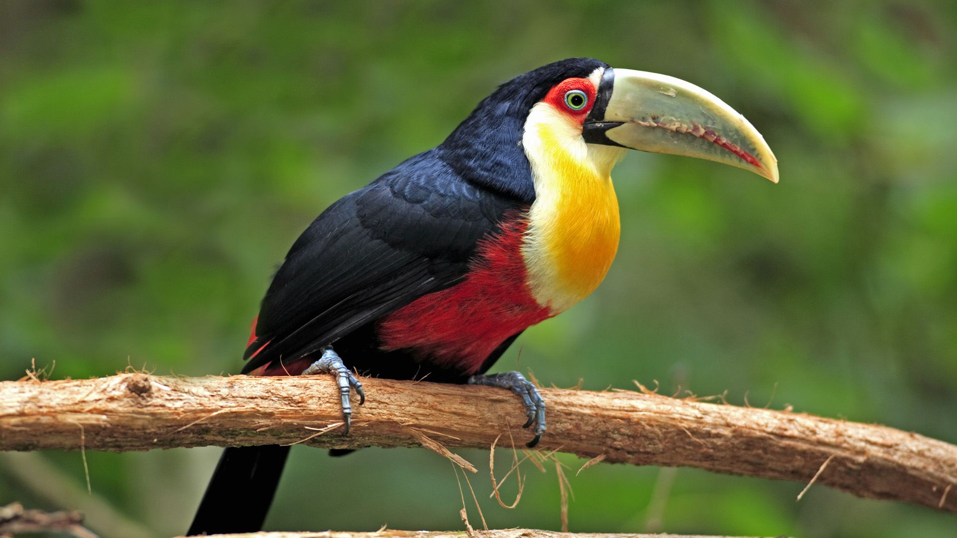 Toucan HD Wallpaperx1080