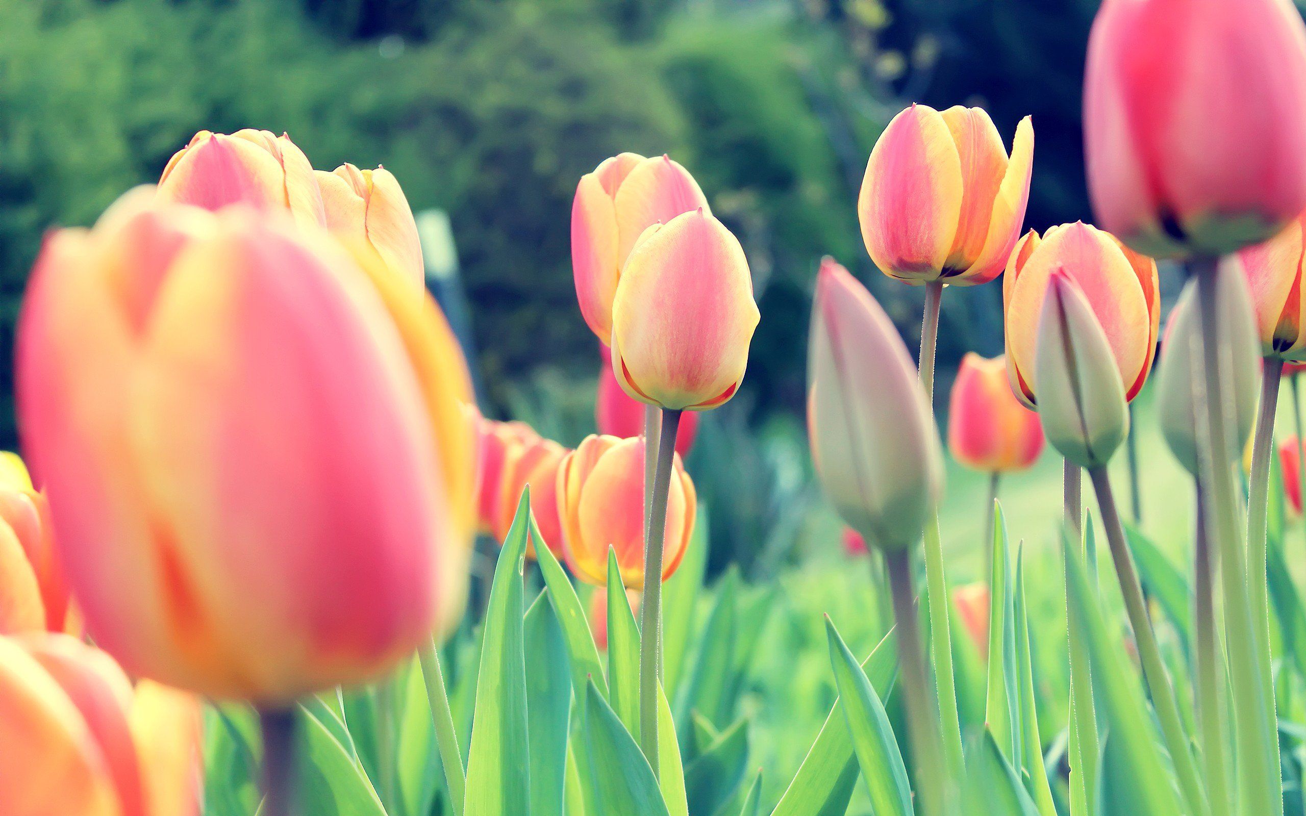 Easter Tulips 1440x900 Resolution HD 4k Wallpaper, Image, Background, Photo and Picture