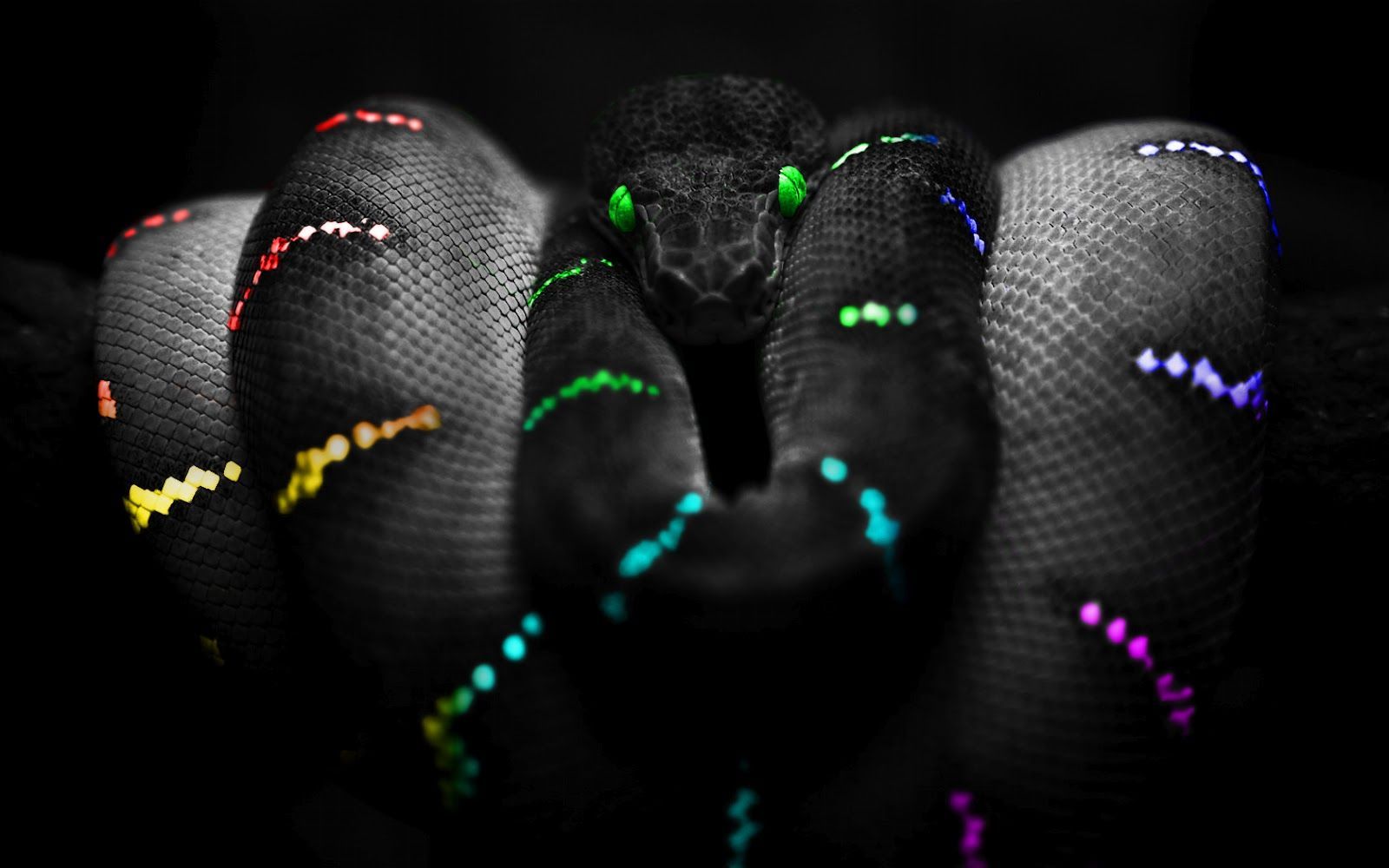 Snake Selective Color Photography HD Wallpaper. Snake wallpaper