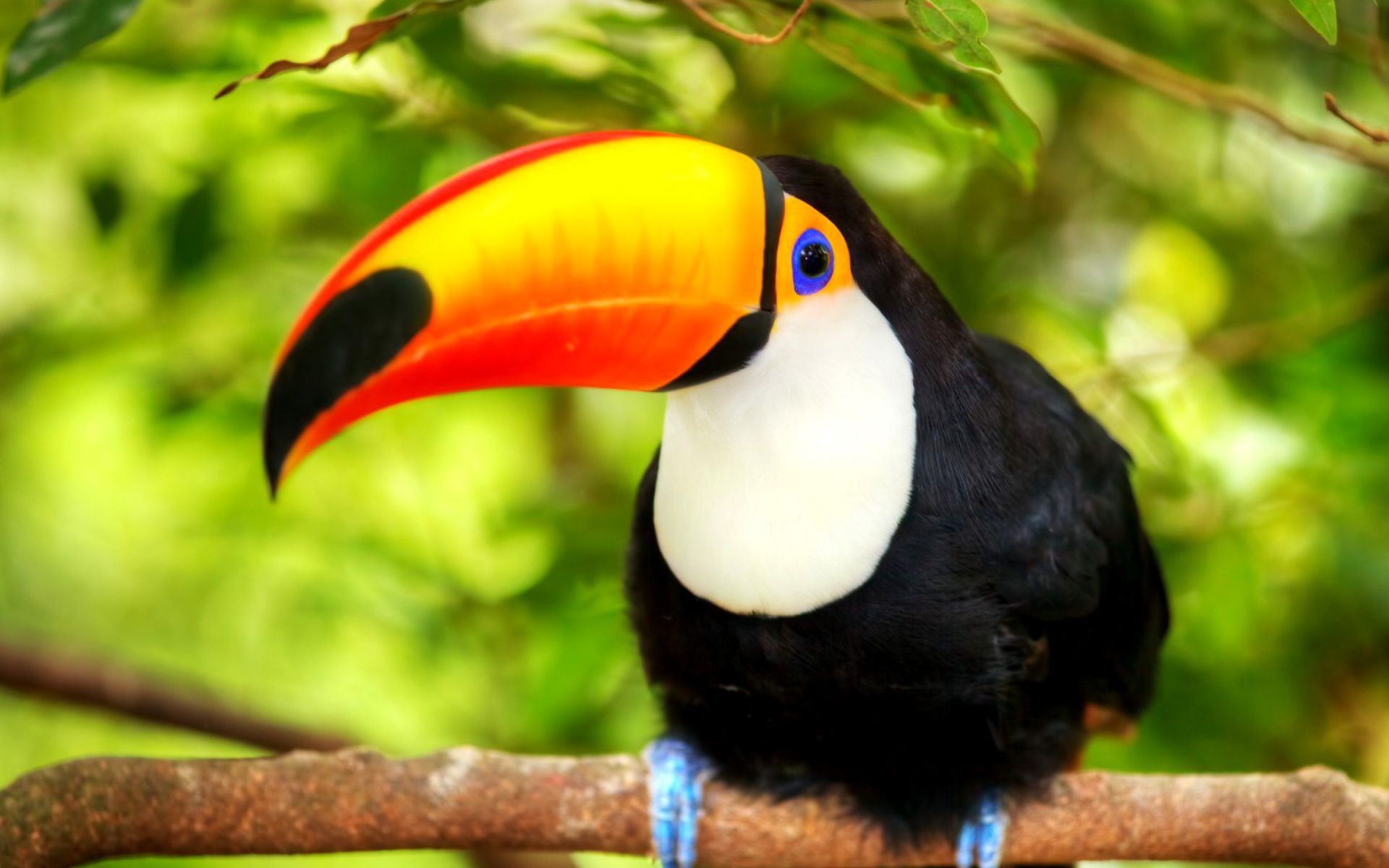 Animal Toucan HD Wallpapers - Wallpaper Cave