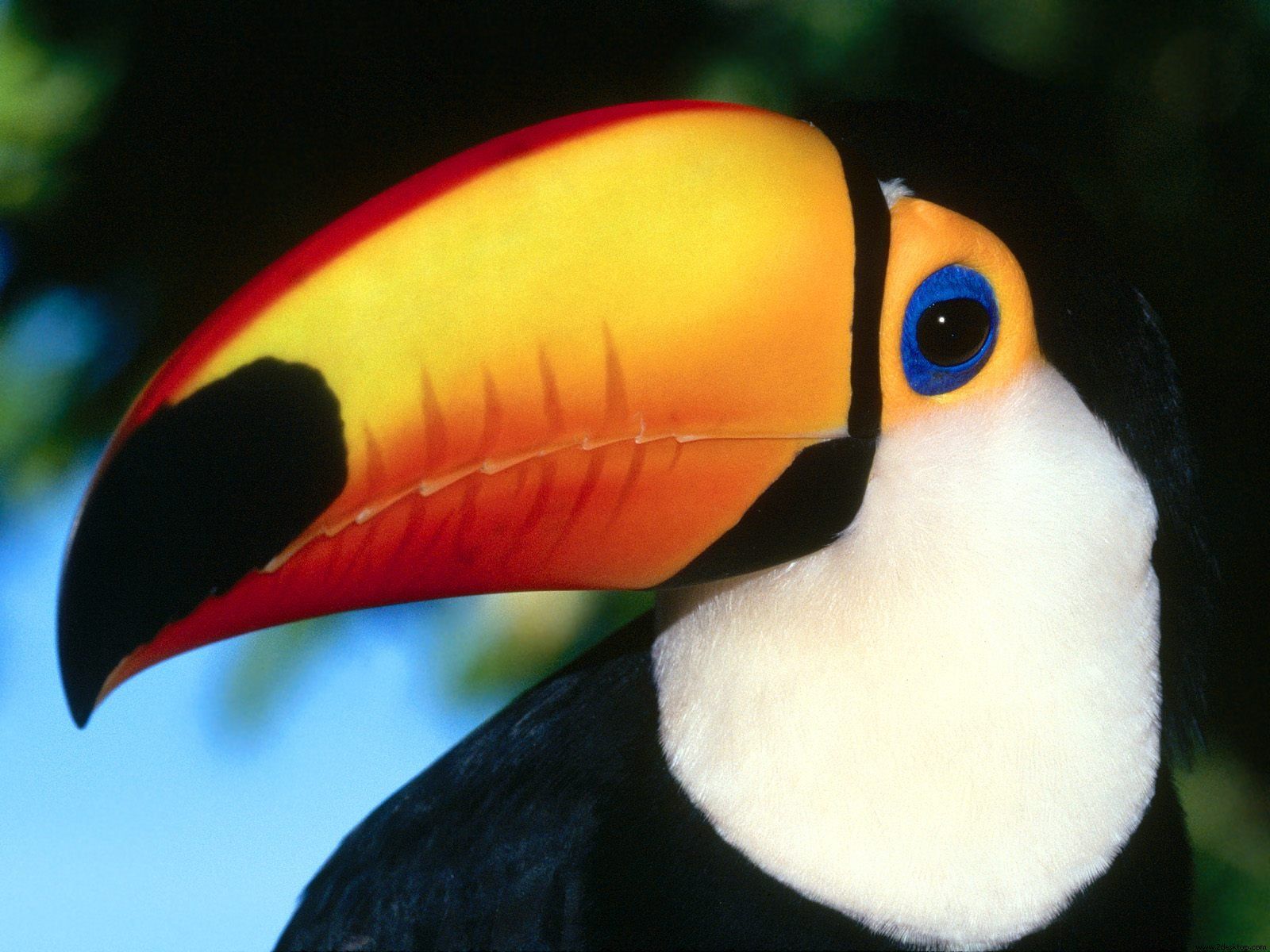 Toco Toucan Wallpaper