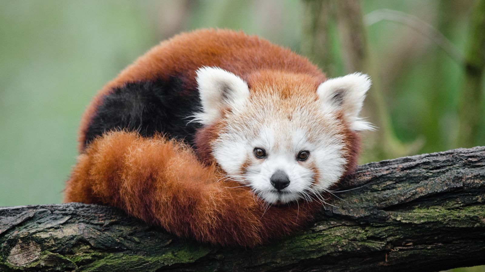 The Verge Review of Animals: the red panda