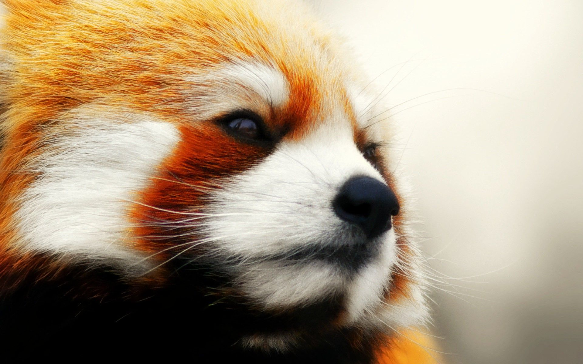 animals, Red Panda Wallpaper HD / Desktop and Mobile Background