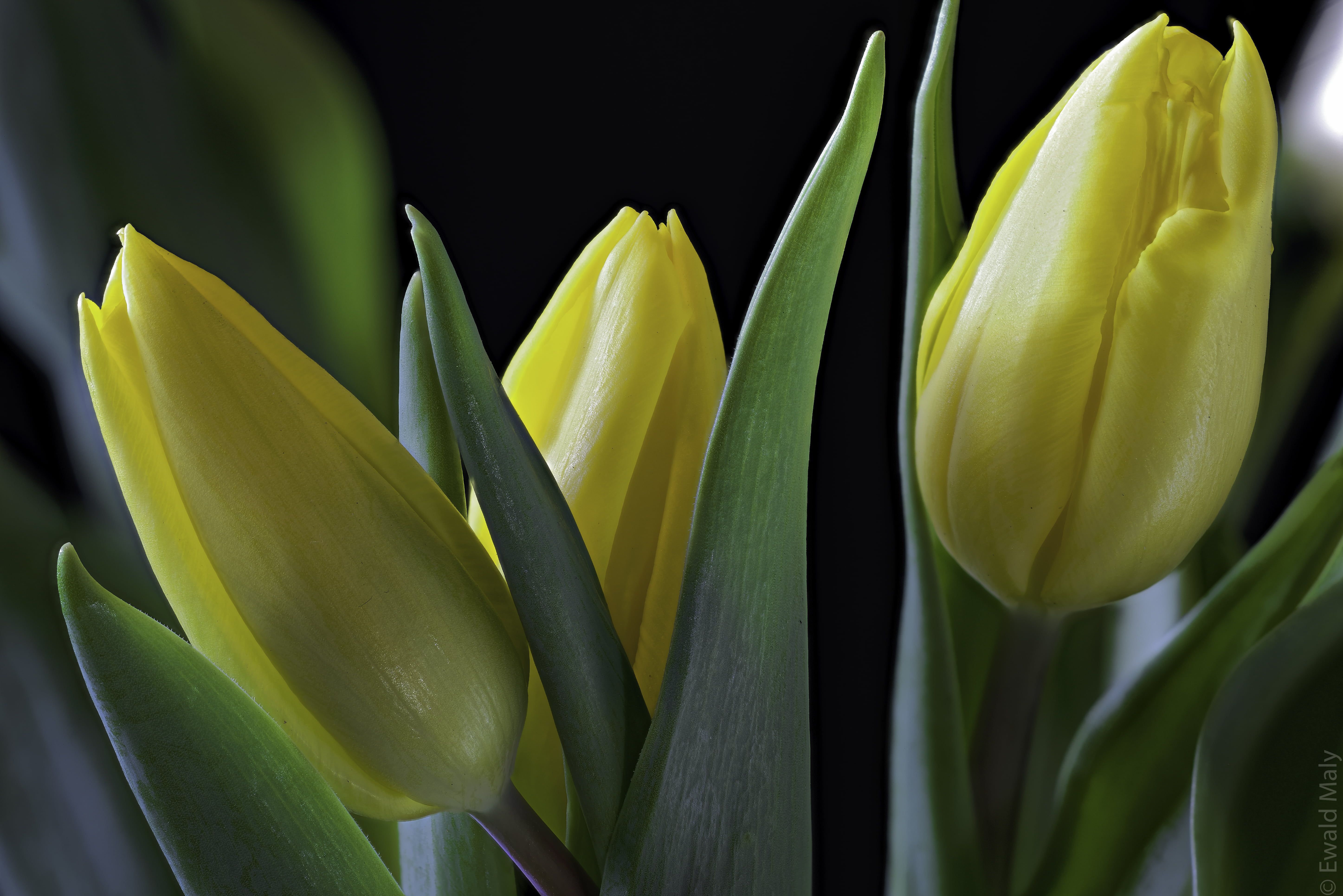 tulip flower image in HD لم يسبق له مثيل الصور + tier3.xyz
