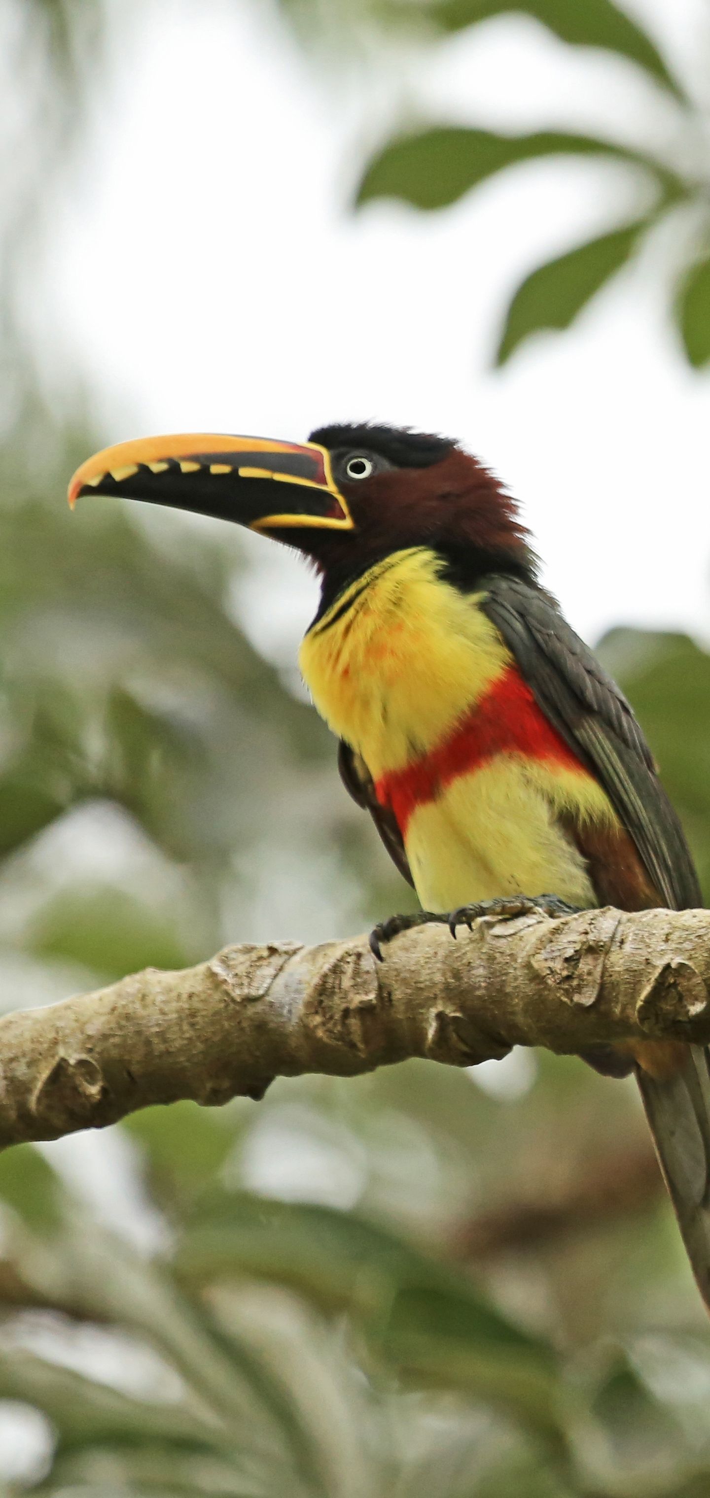 Samsung / Galaxy S10 HD Wallpaper 1920x1080 S1 10 Toucan