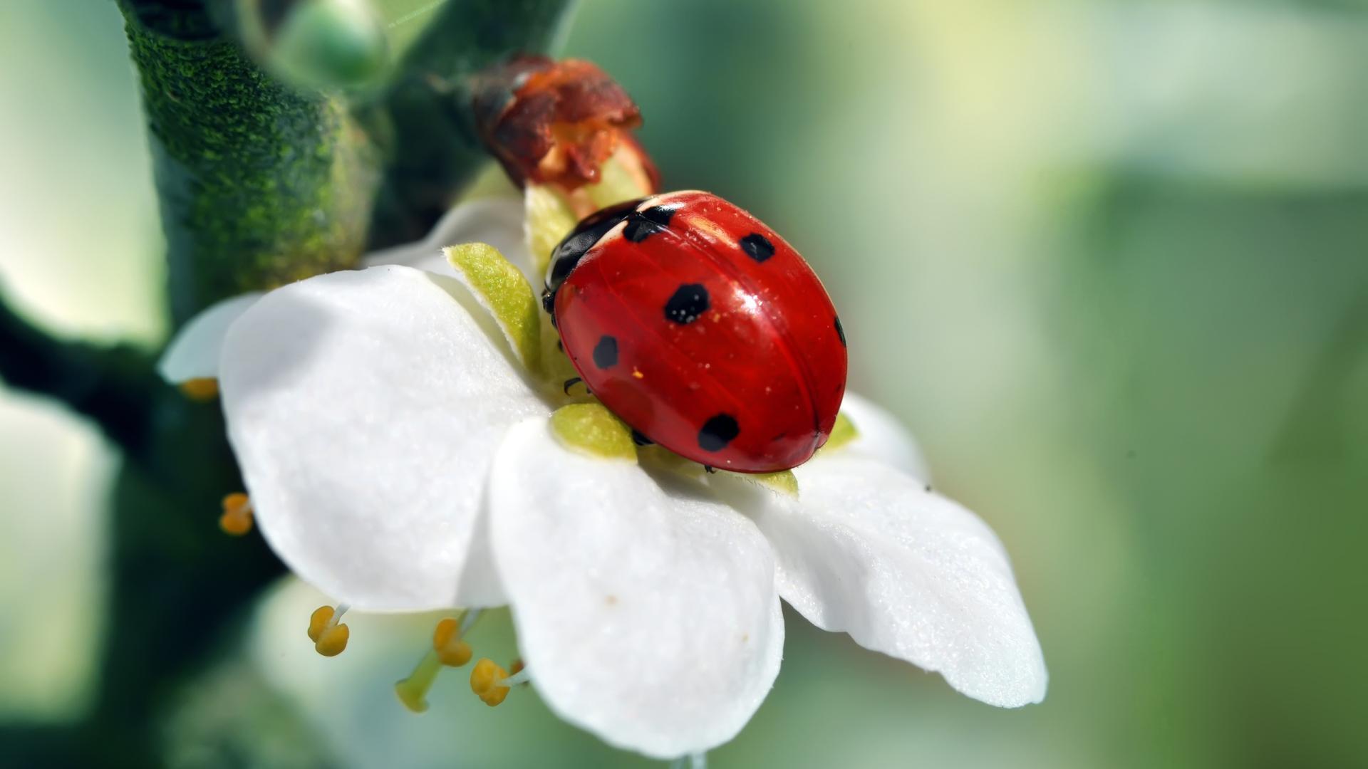 Ladybug Live Wallpaper for Android