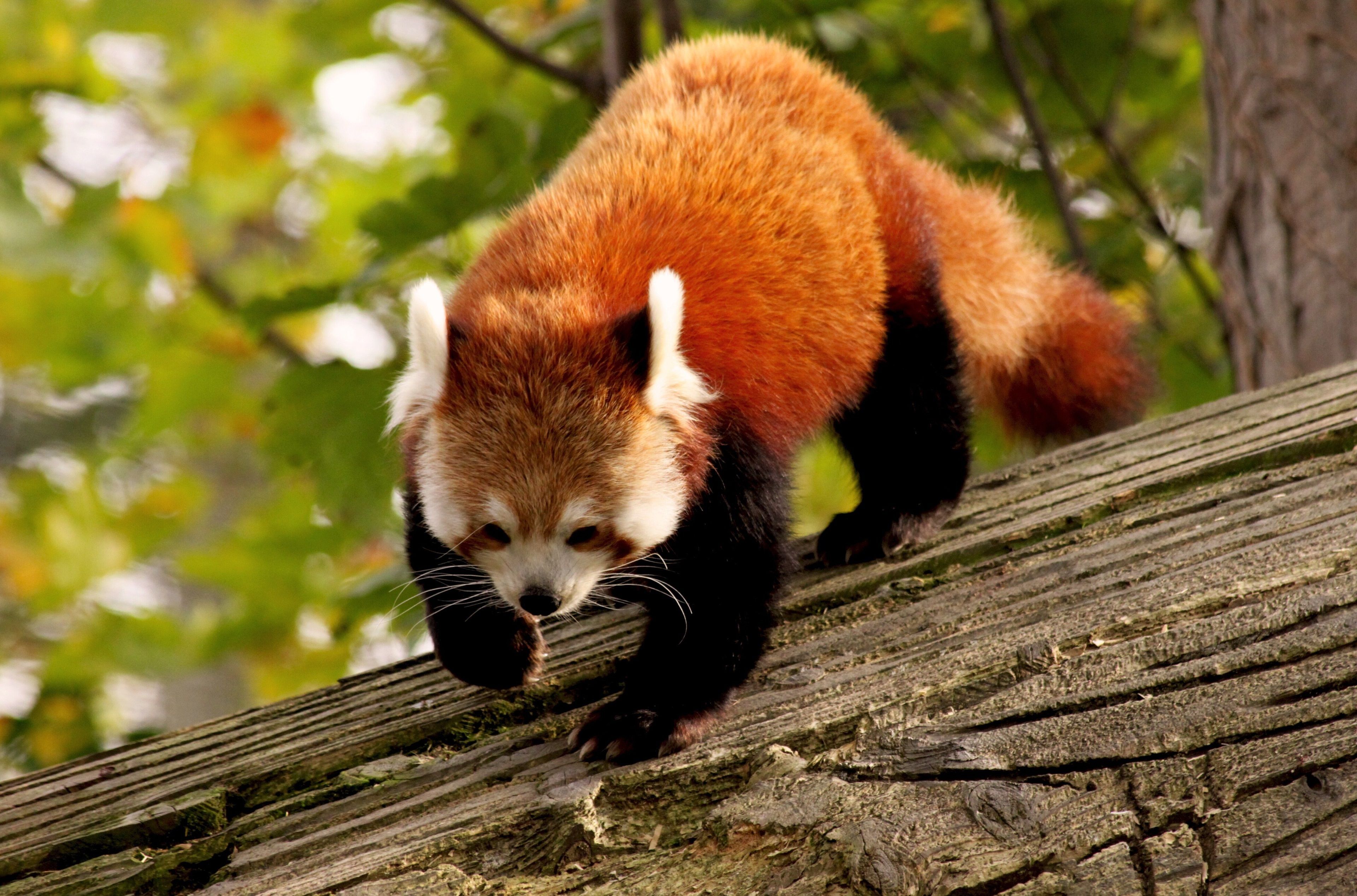 red panda 4k latest HD widescreen wallpaper free
