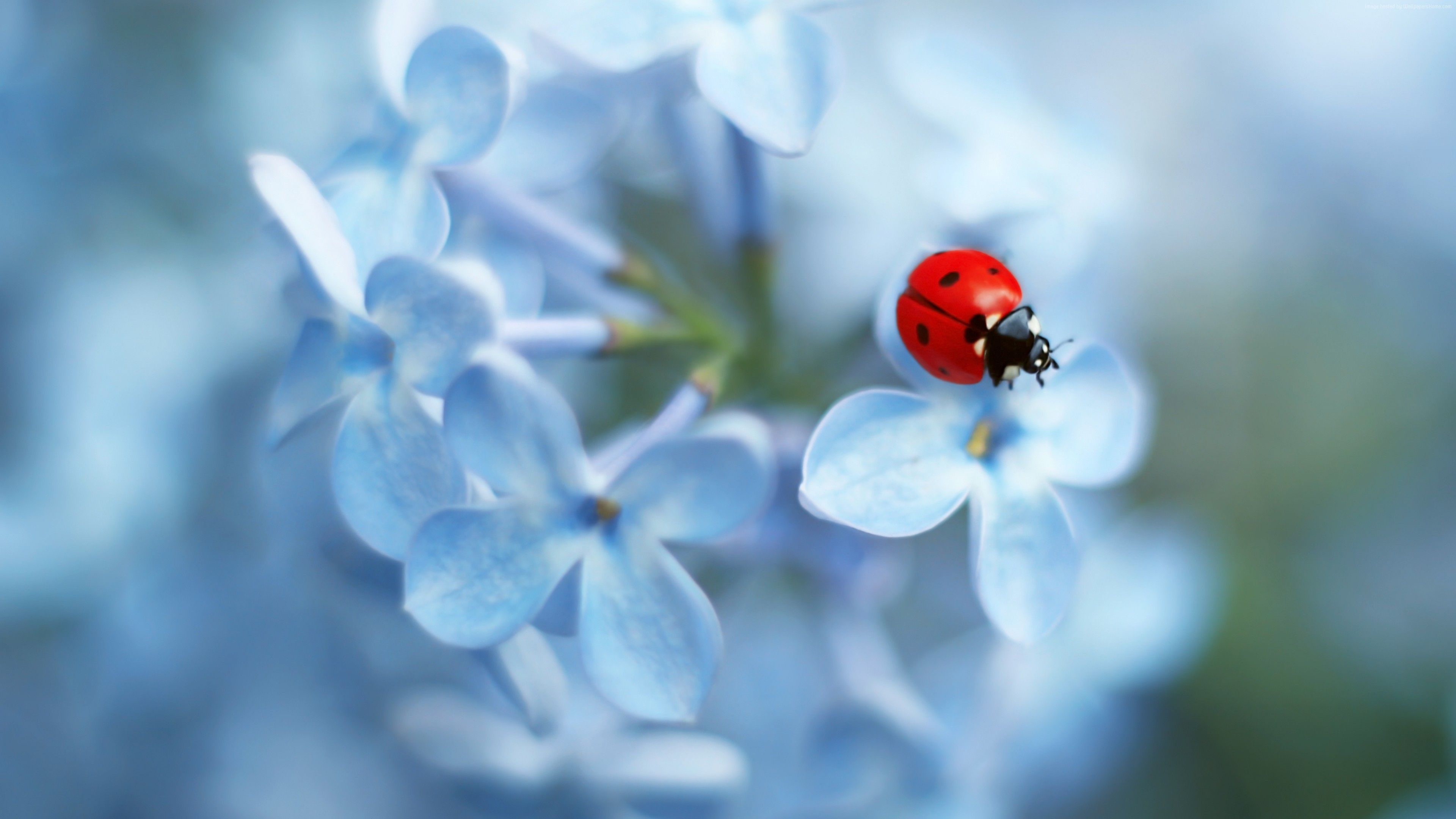 Wallpaper Blue Flower, Insect, Ladybug, 4K, Animals Wallpaper