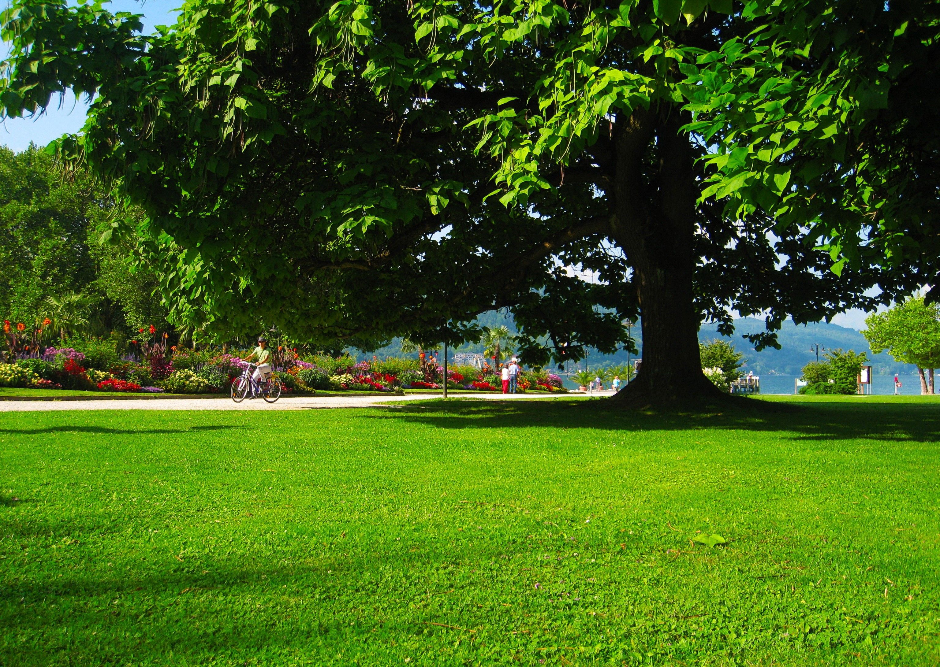 Trees, Forest Image, Green, parks, HD Wallpaper Carinthia, Amazing, Foliage, Klagenfurt, Nature, Grass, Austria