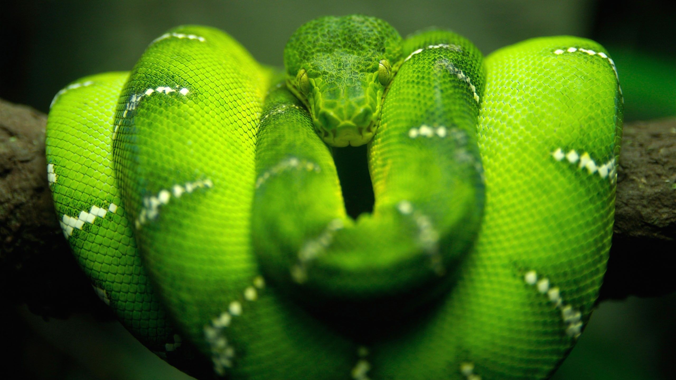 Wallpaper Python snake, Green snake, HD, Animals