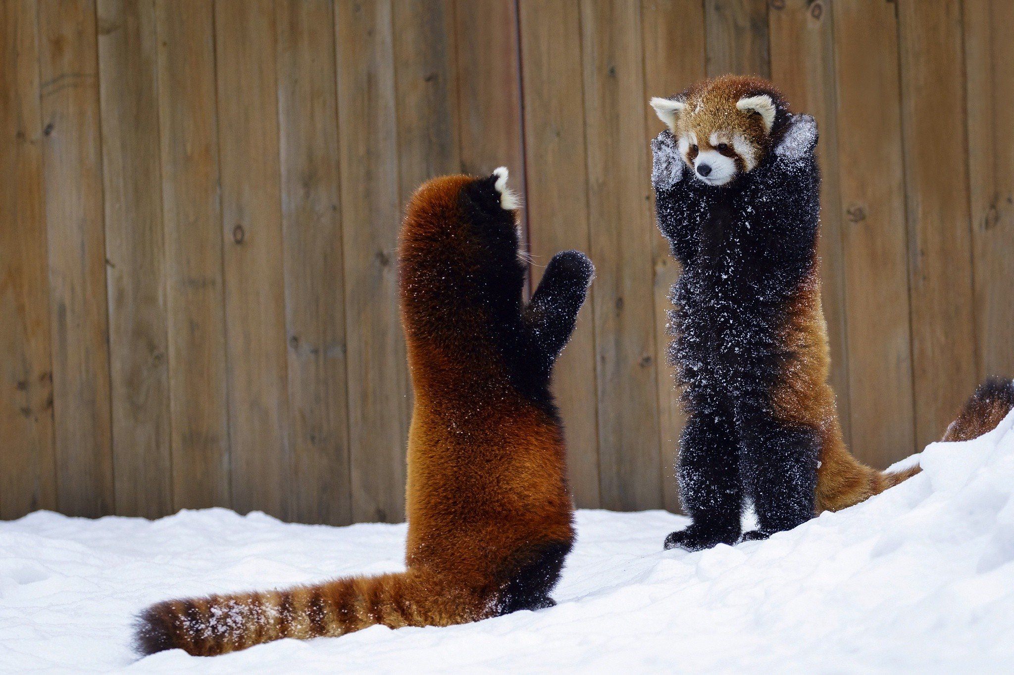 animals, Mammals, Red panda HD Wallpaper / Desktop and Mobile