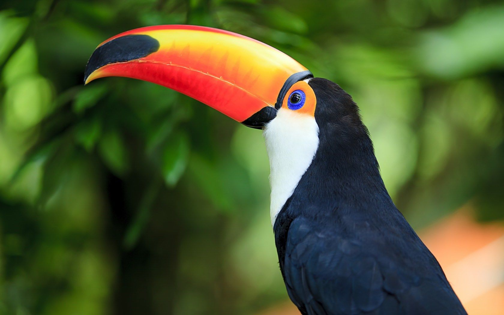Toucan Wallpaper