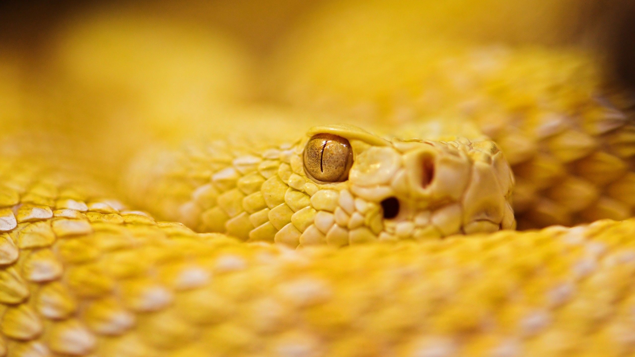 Wallpaper Snake, 4k, HD wallpaper, albino, rattlesnake, yellow