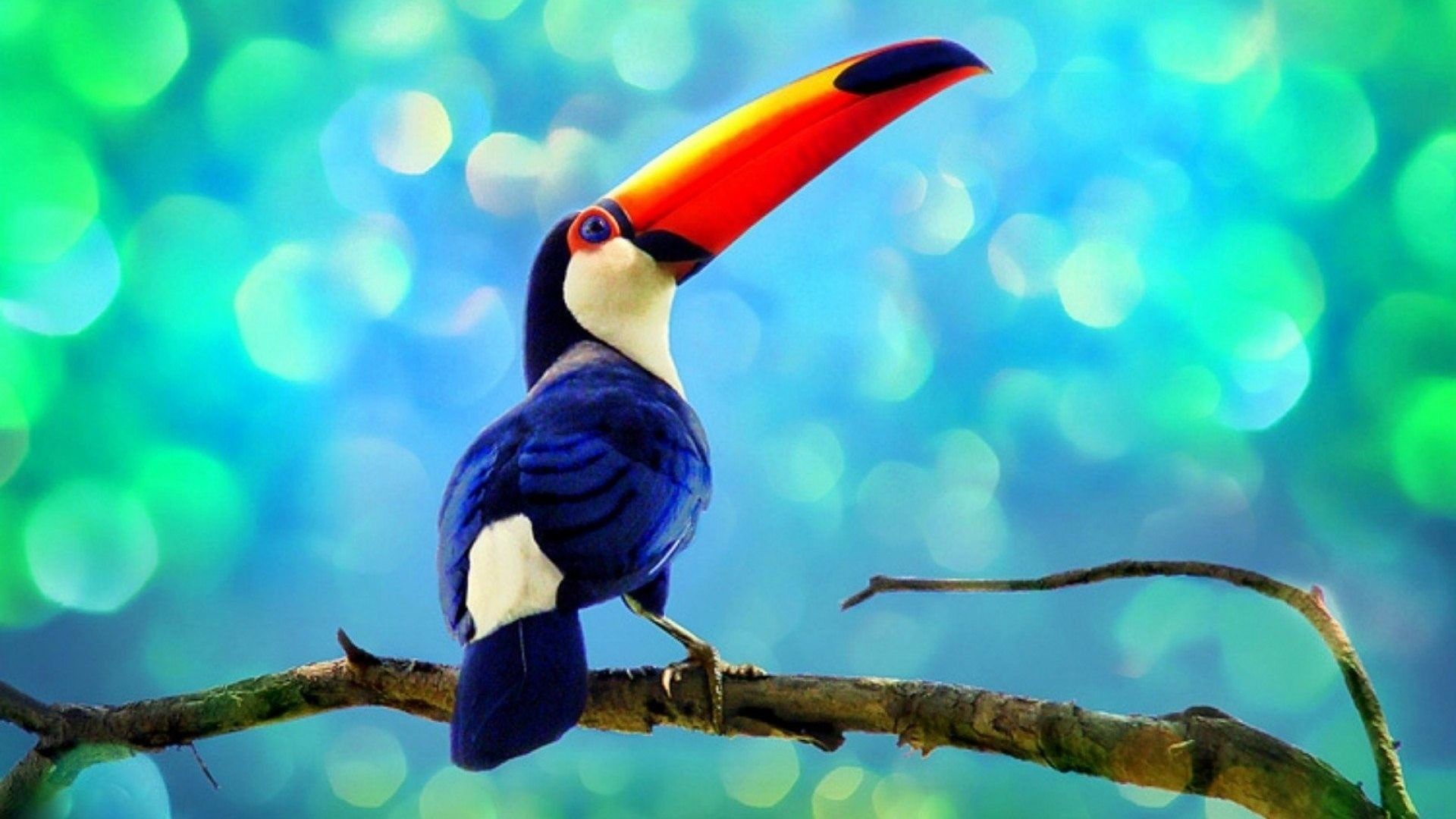 Toucan Wallpaper