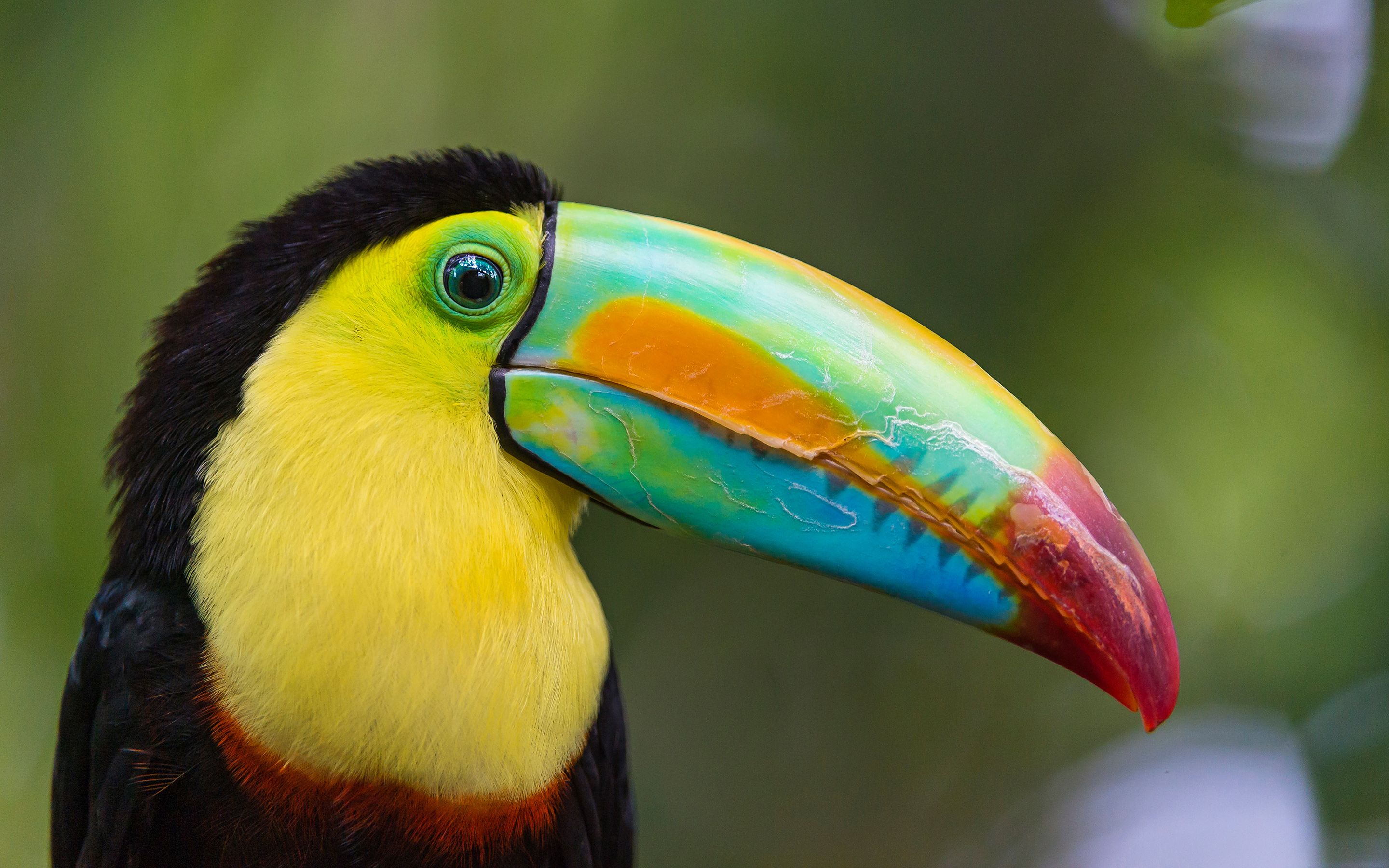 toucan bird Desktop Wallpaperk HD