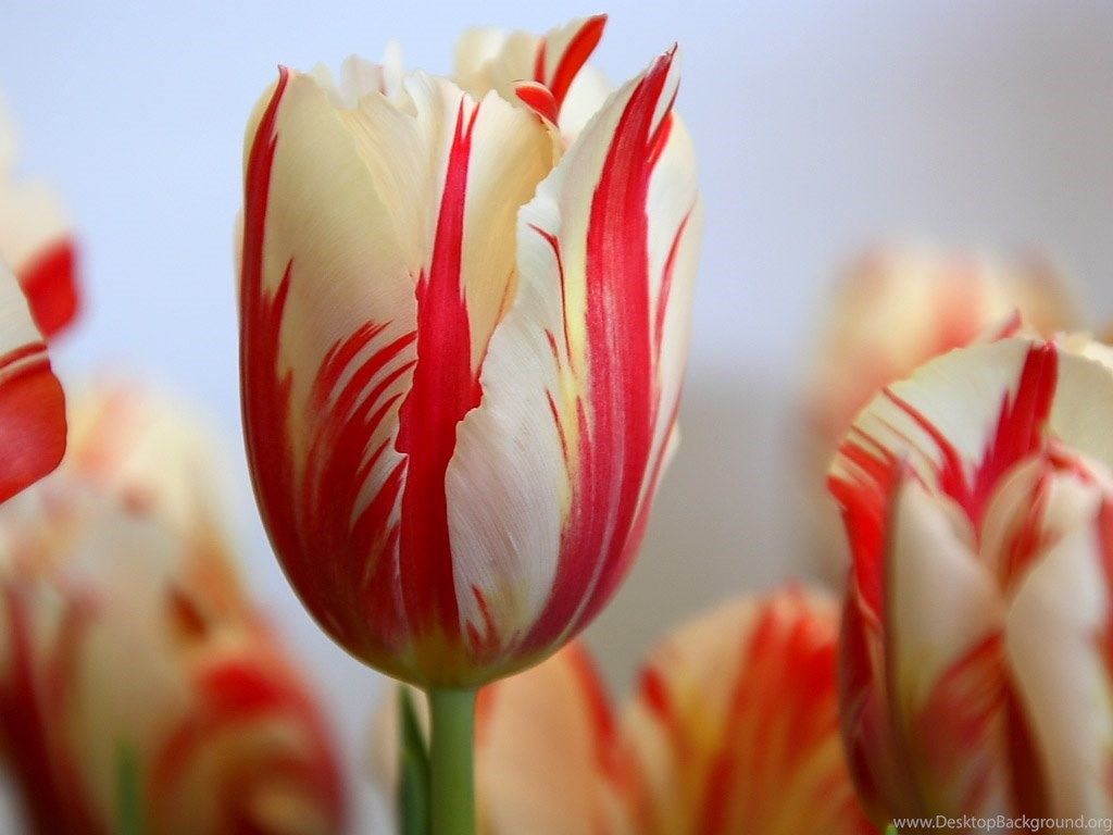 Tulip Flowers HD Wallpaper Free Download Desktop Background