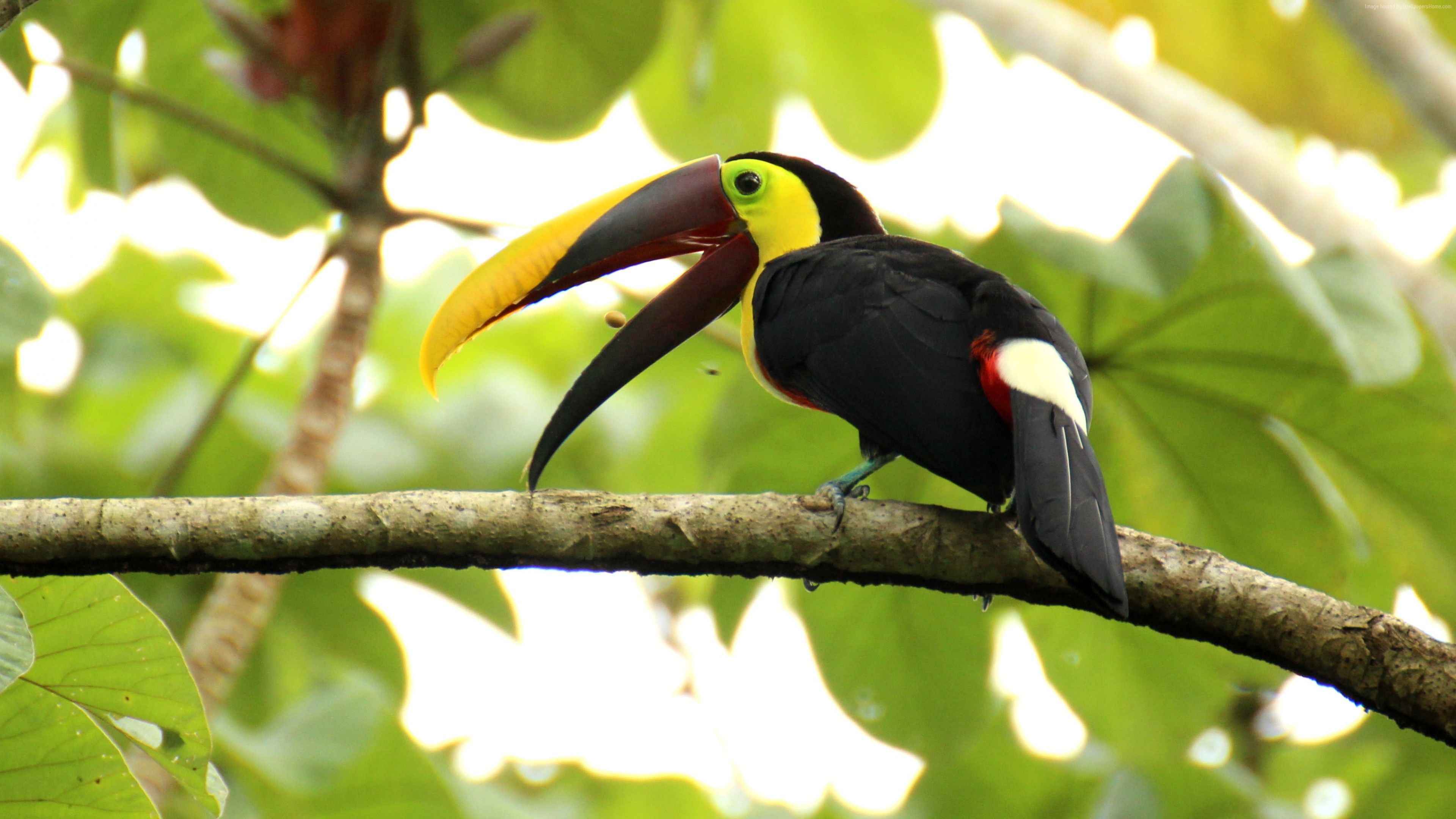 Wallpaper Toucan, bird, 4k, Animals Wallpaper Download