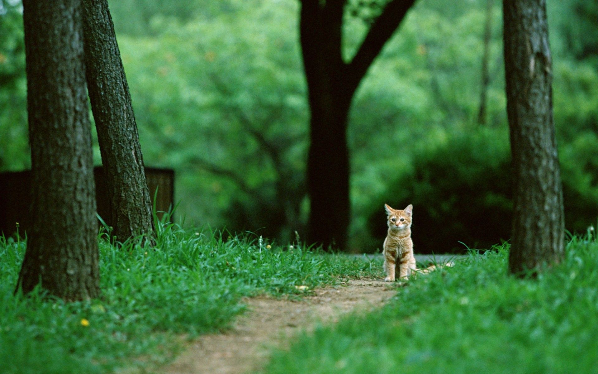 cat, Animals, Nature, Feline, Park, Green, Trees, Grass Wallpaper HD / Desktop and Mobile Background