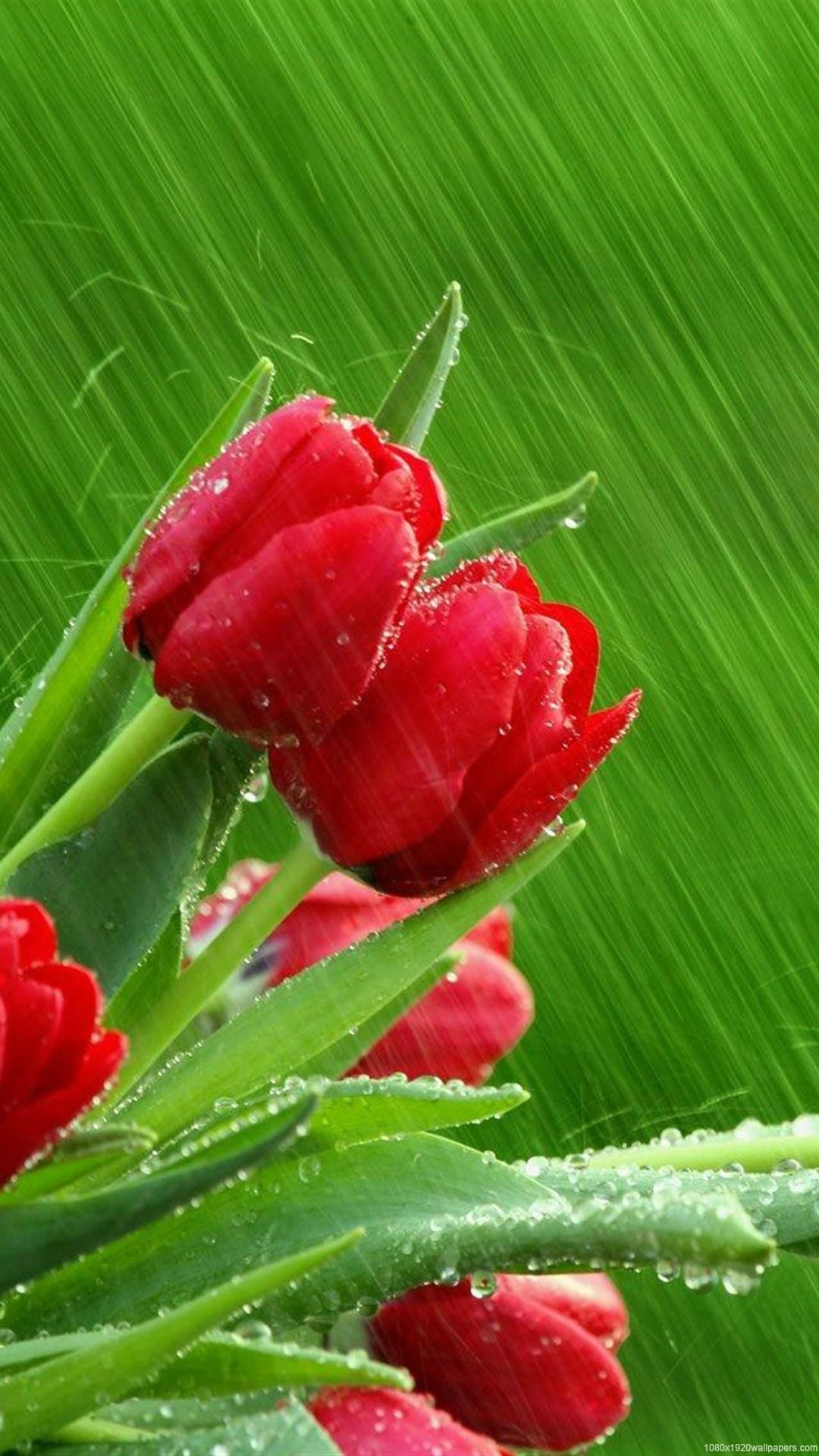Tulip Flower Rain Wallpaper HD