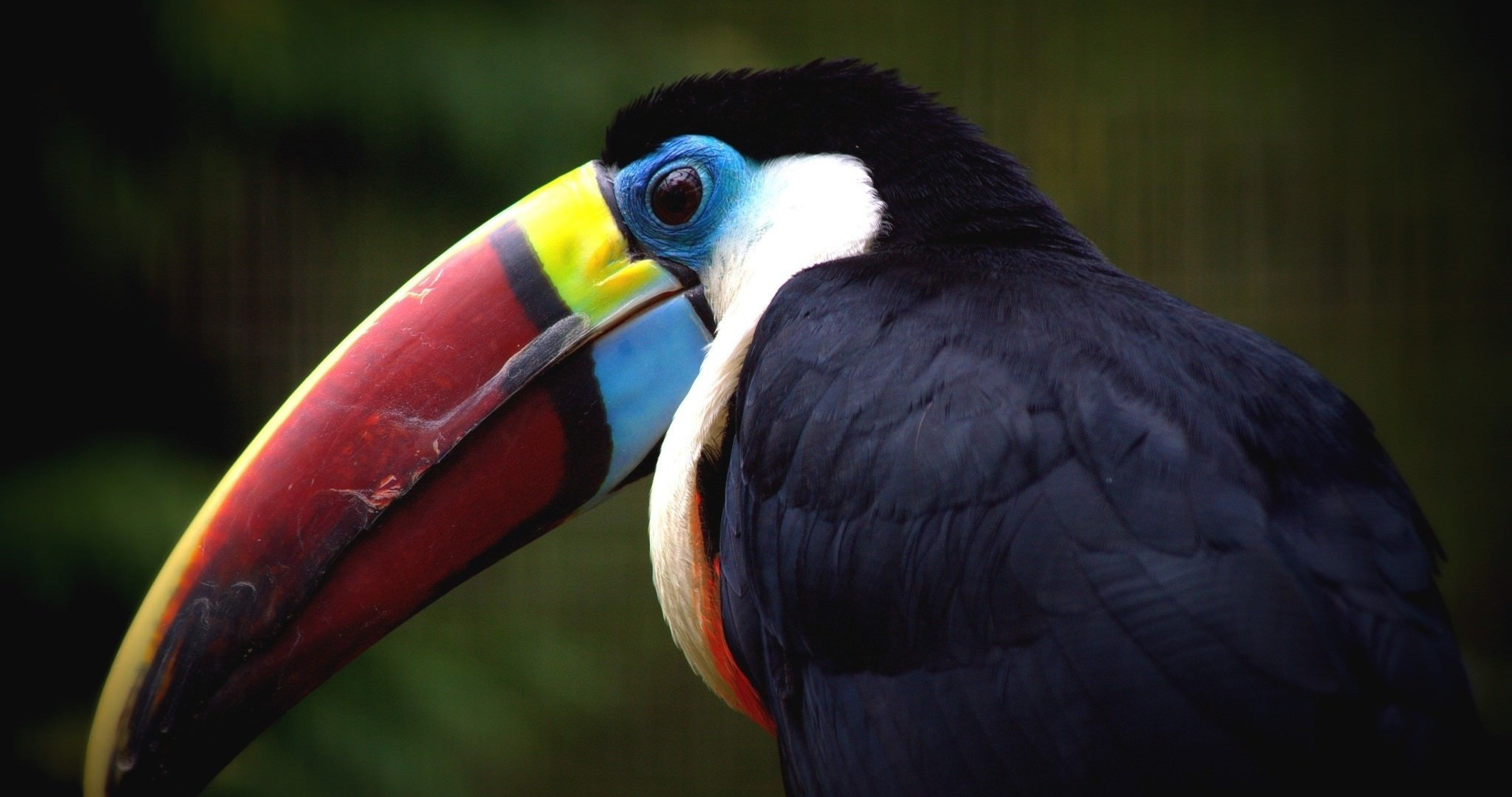 toucan bird 53 4k ultra HD wallpaper High quality walls