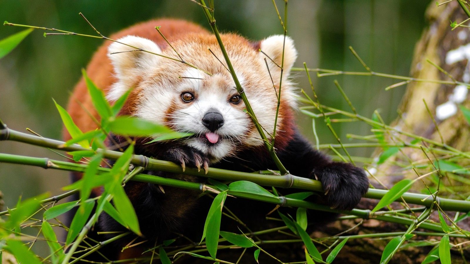 Download 1600x900 Red Panda, Cute, Bamboo, Protruding Tongue