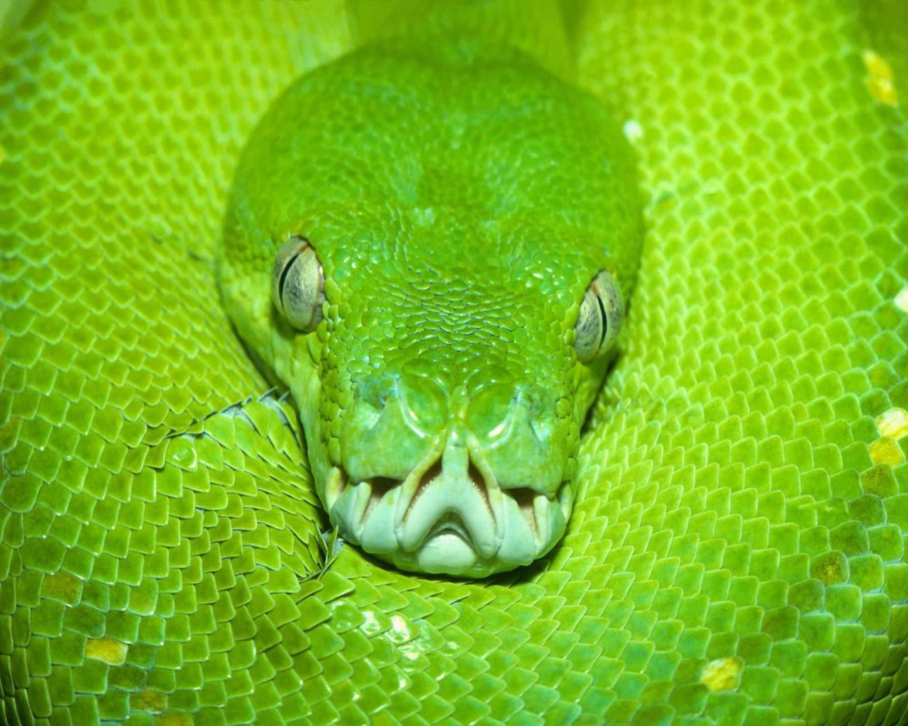 Green tree python Wallpaper Wallpaper 2985. Snake, Green snake, Animal wallpaper