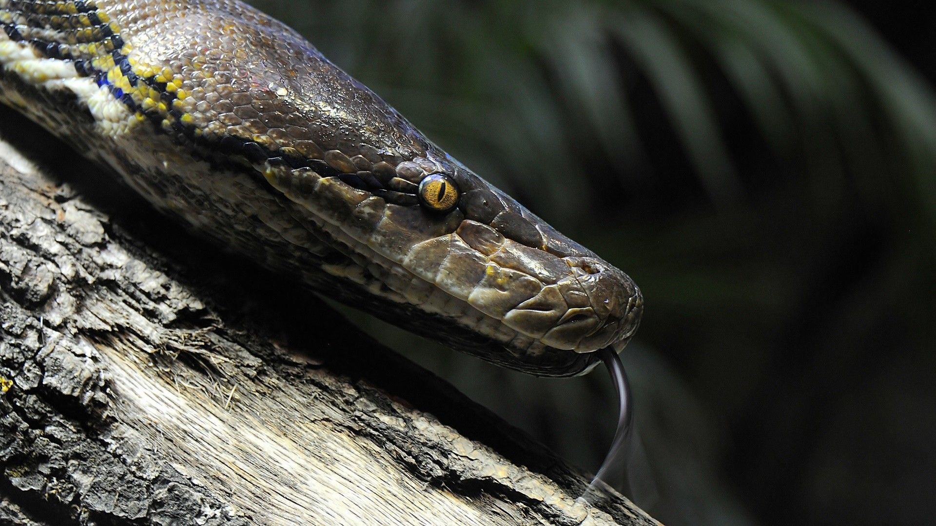 animals, Snake, Reptiles, Python Wallpaper HD / Desktop