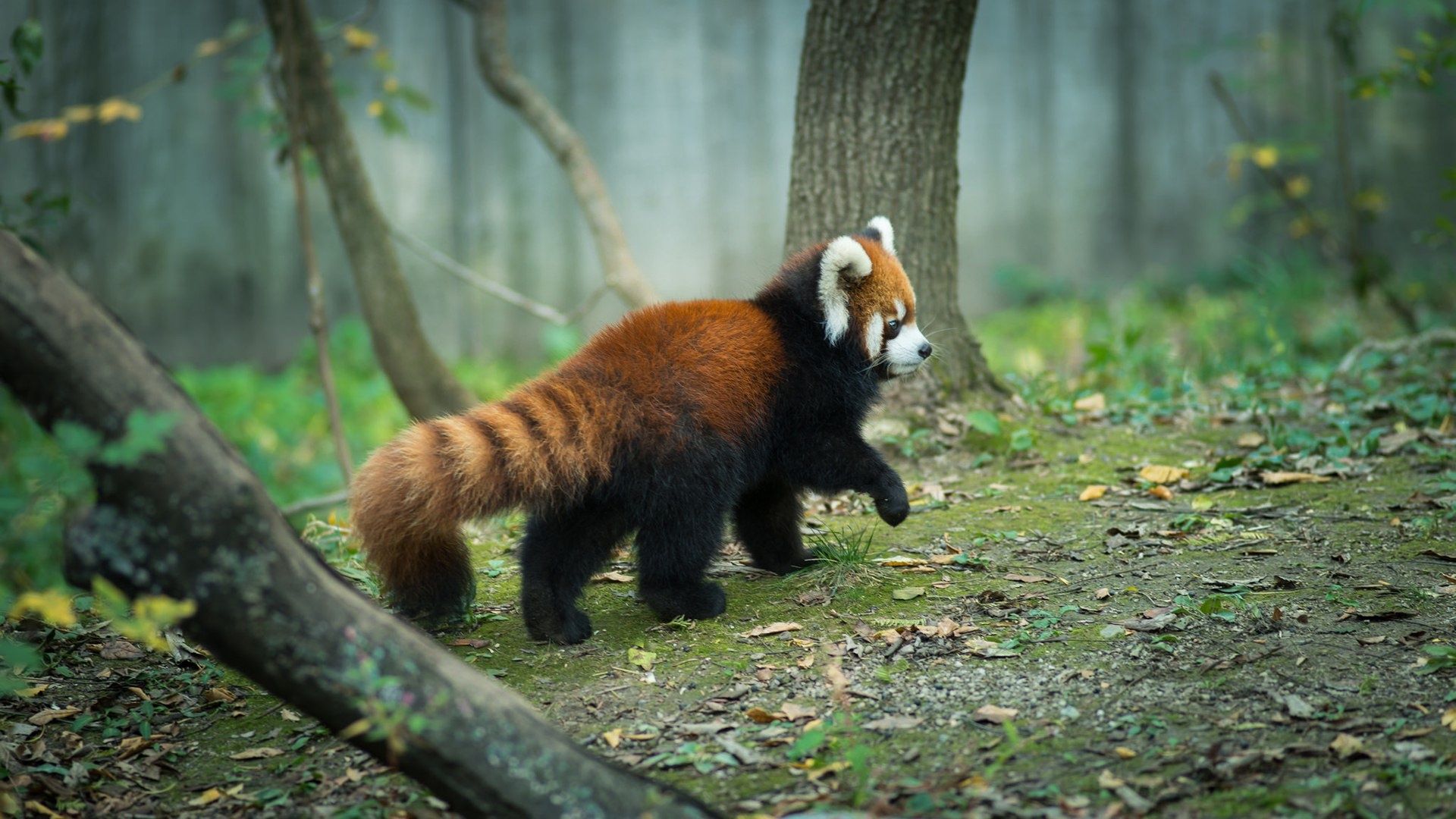 Wallpaper of Animal, Red Panda, Wildlife background & HD image