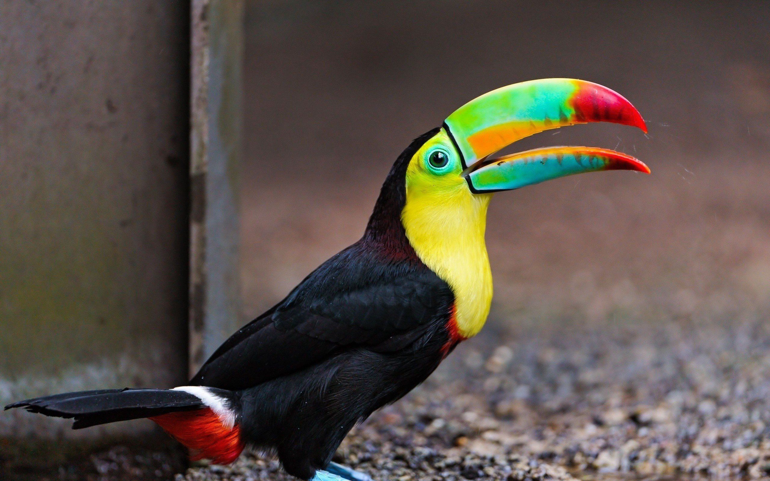 nature, Birds, Animals, Toucans Wallpaper HD / Desktop and Mobile