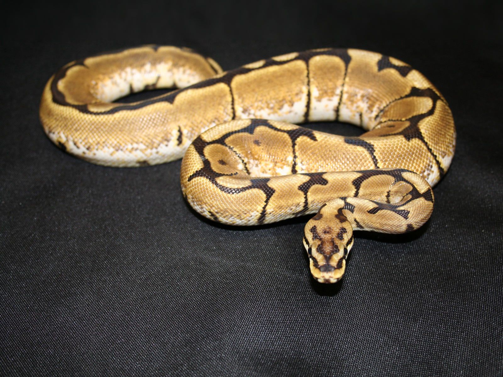 Ball Python Royal Python Snake < Animals < Life < Desktop Wallpaper