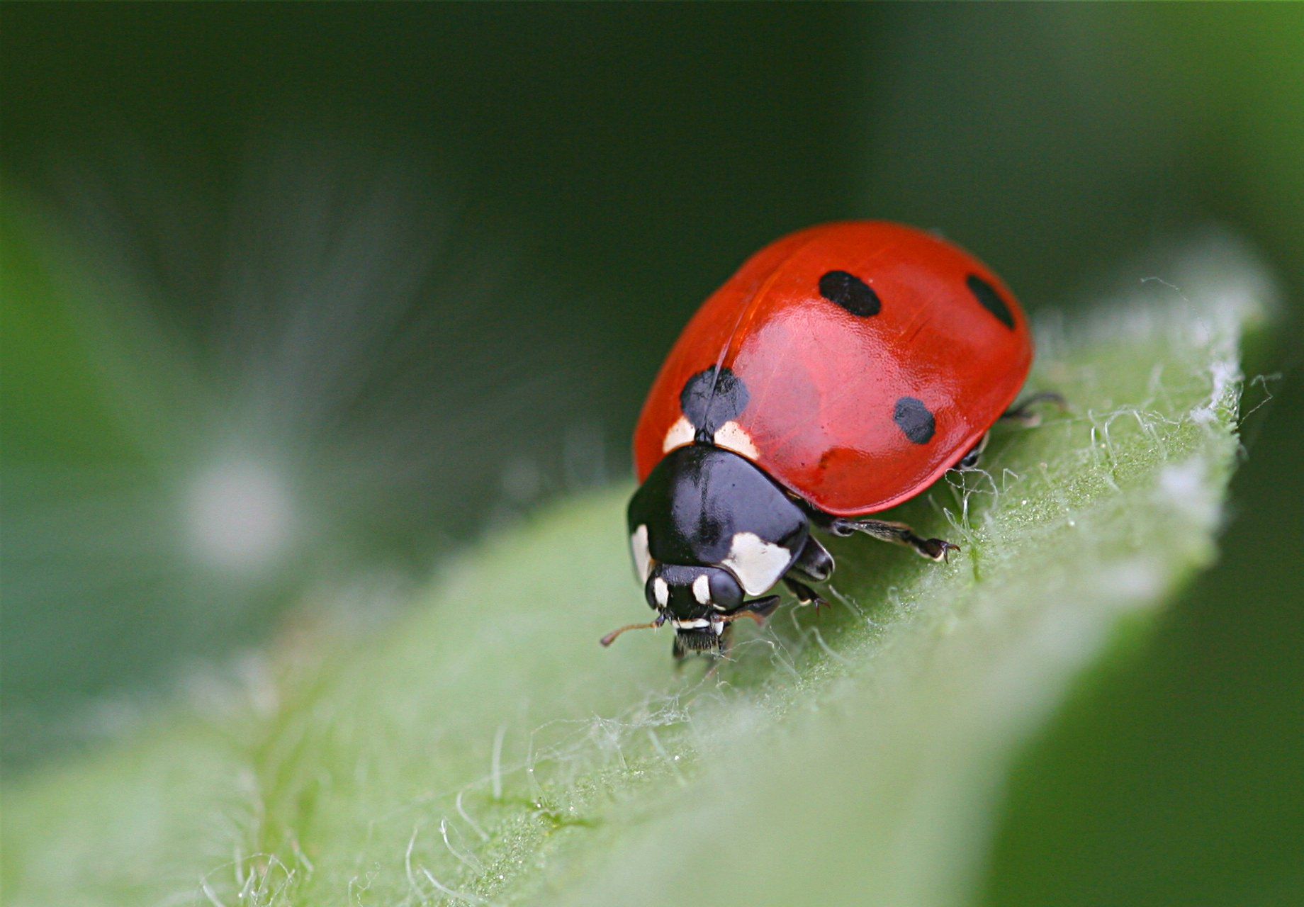 animals insects ladybug HD Wallpaper of Insects & Bugs 185