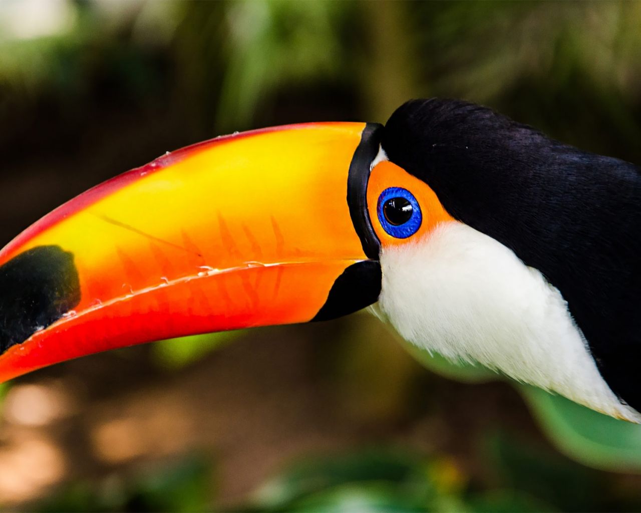 Animal Toucan HD Wallpapers - Wallpaper Cave