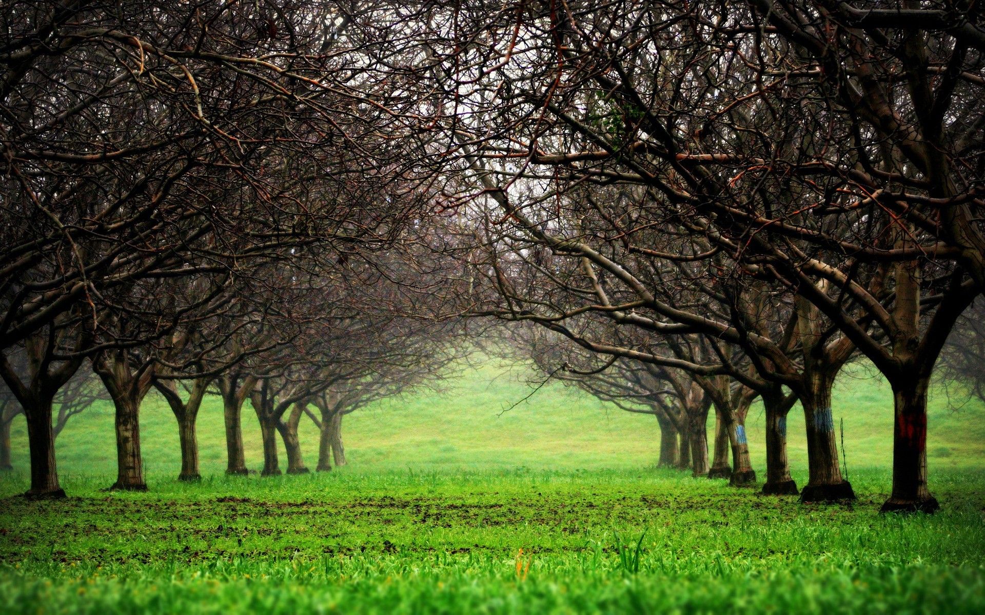 Park Wallpaper HD Background Free Download