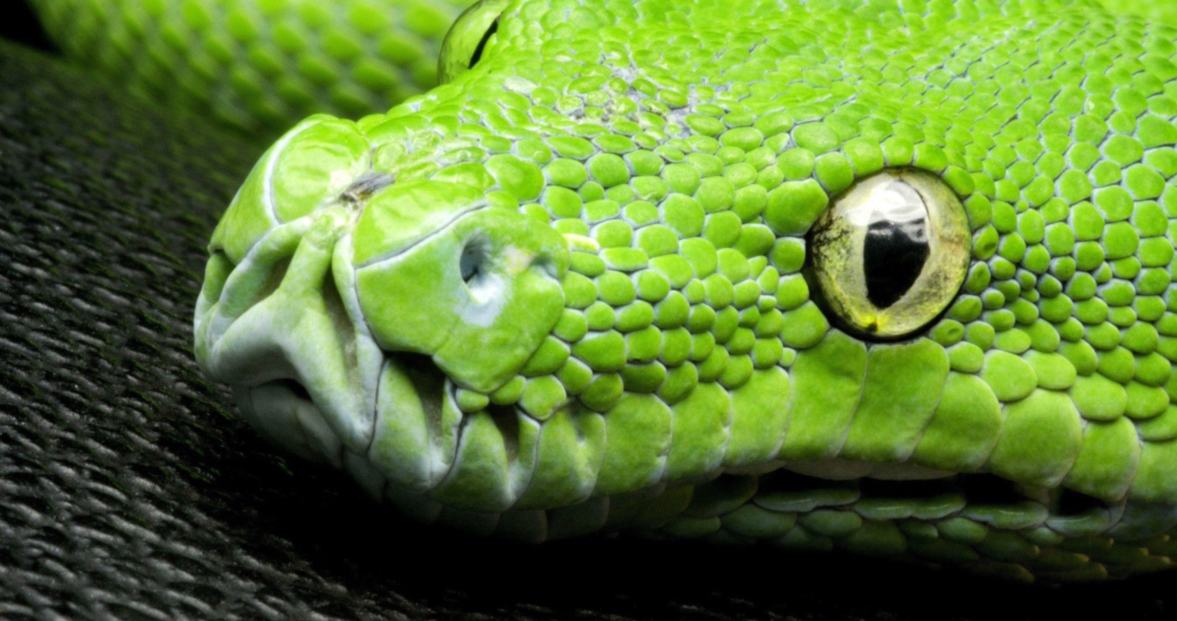 Ultra HD Snakes Wallpaper Free Ultra HD Snakes Background
