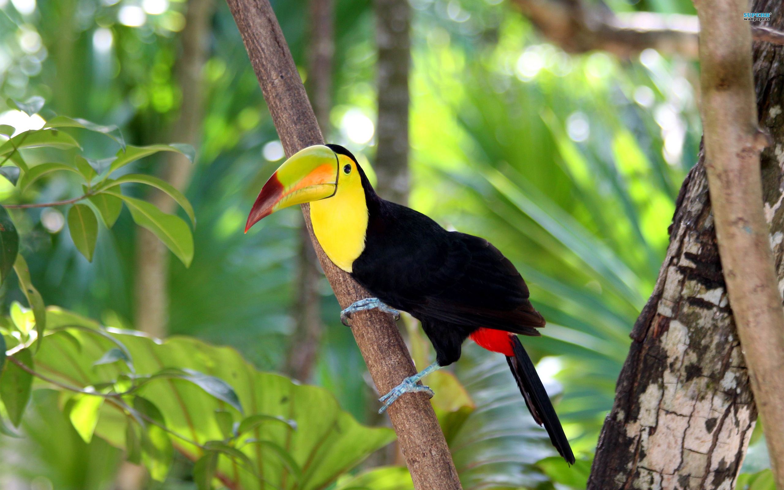 toucan Wallpaper HD / Desktop and Mobile Background