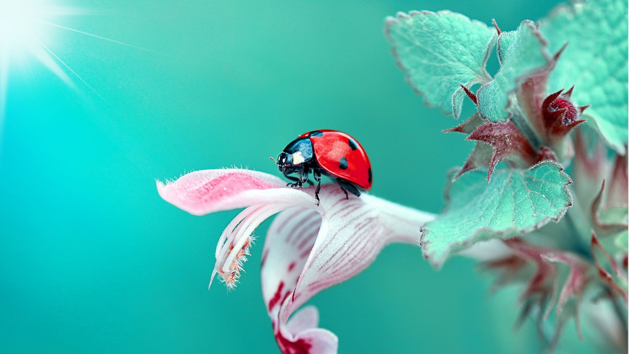Insect Ladybug Macro 1440P Resolution Wallpaper, HD
